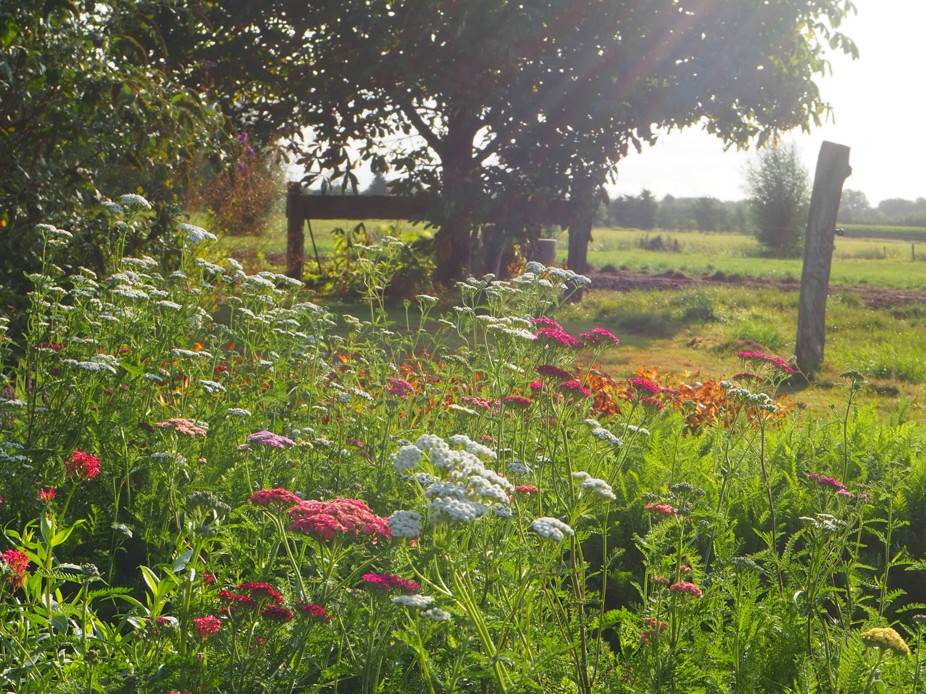 🌱 Inheemse toppers in de tuin: kleine helden met grote waarde