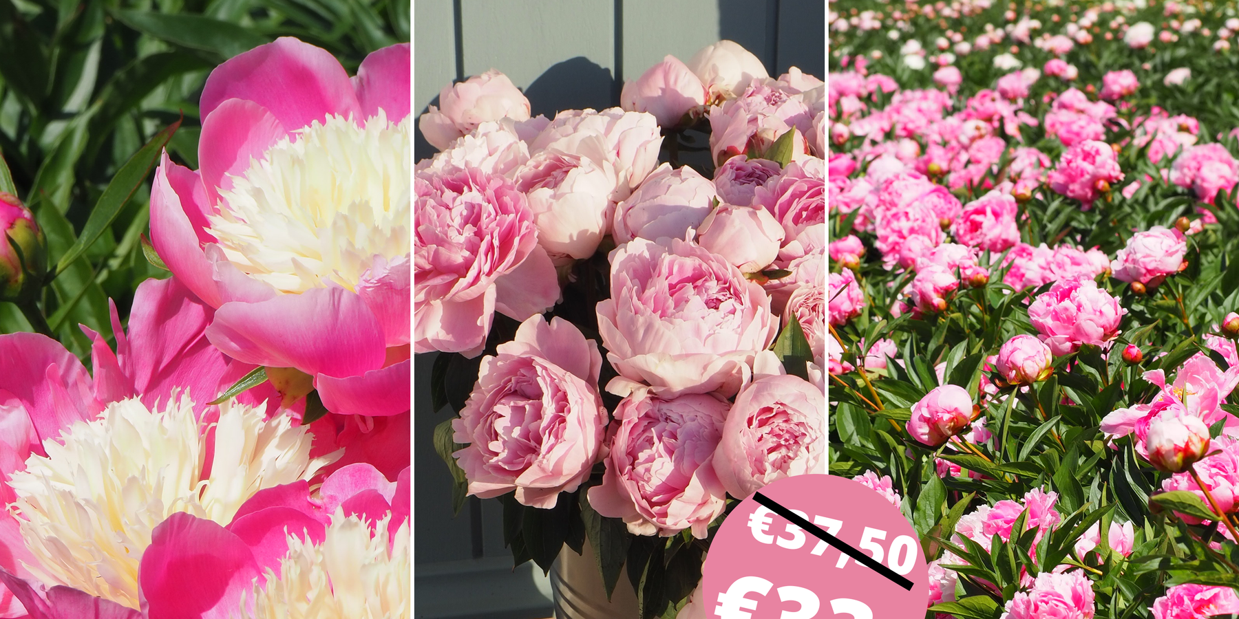 Roze pioenrozen pakket