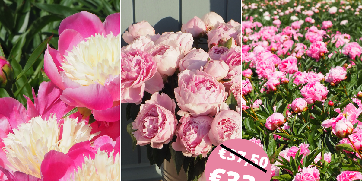 Roze pioenrozen pakket