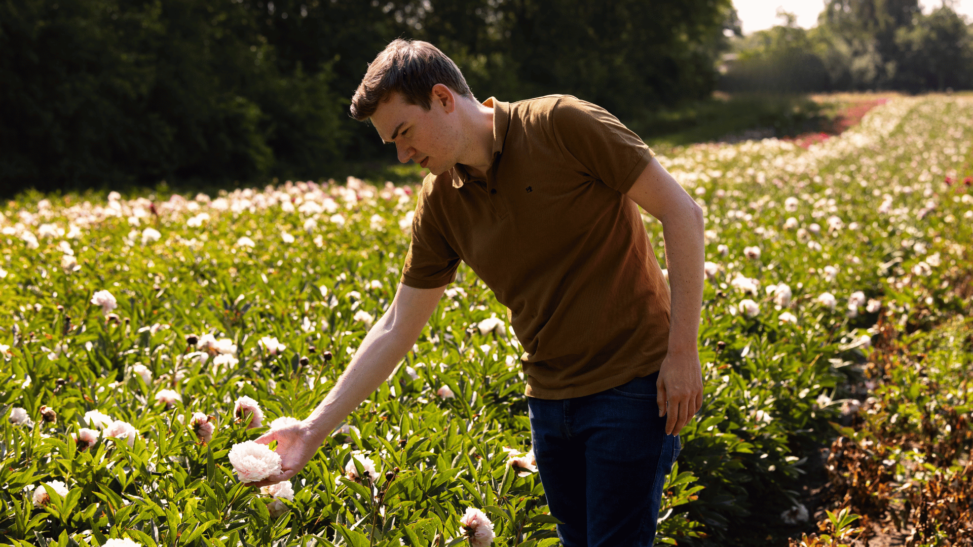 Pioenrozen: onderhoud & verzorging