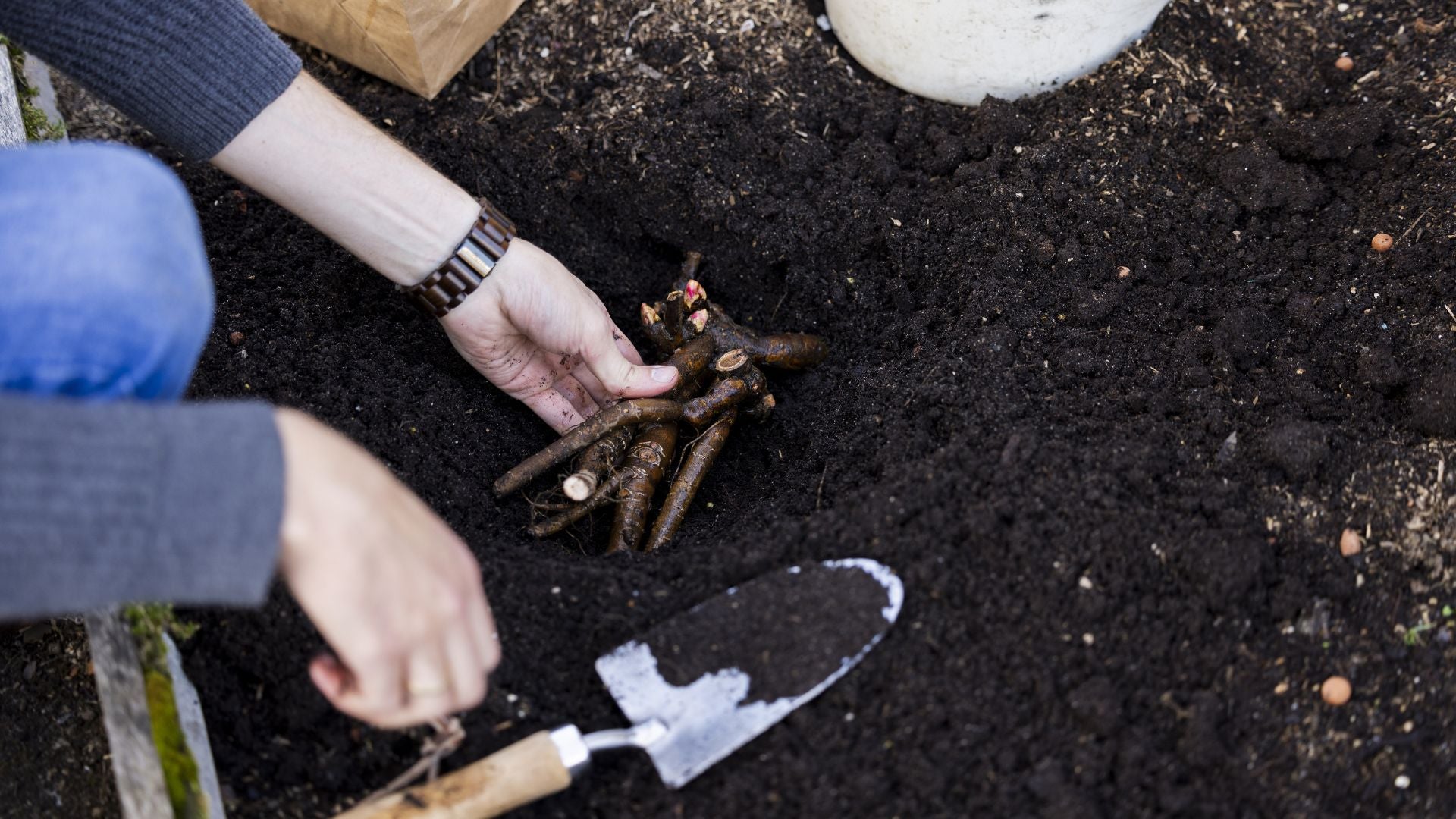Pioenrozen planten in het najaar: dit is waarom
