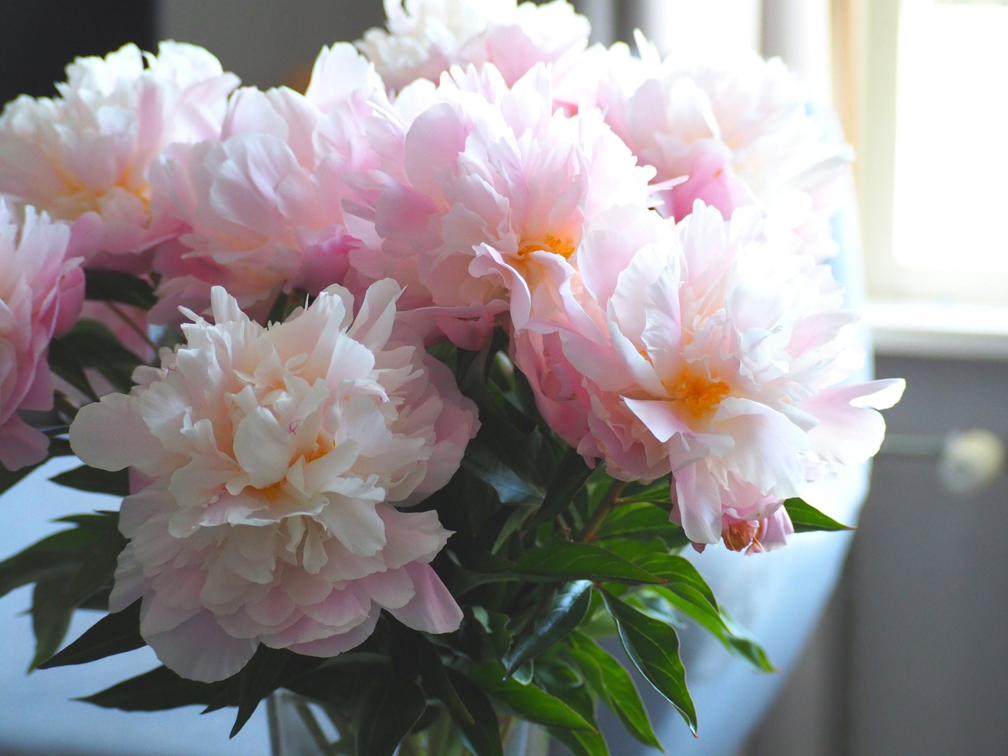 Alles over de Pioenroos - Clay & Roots