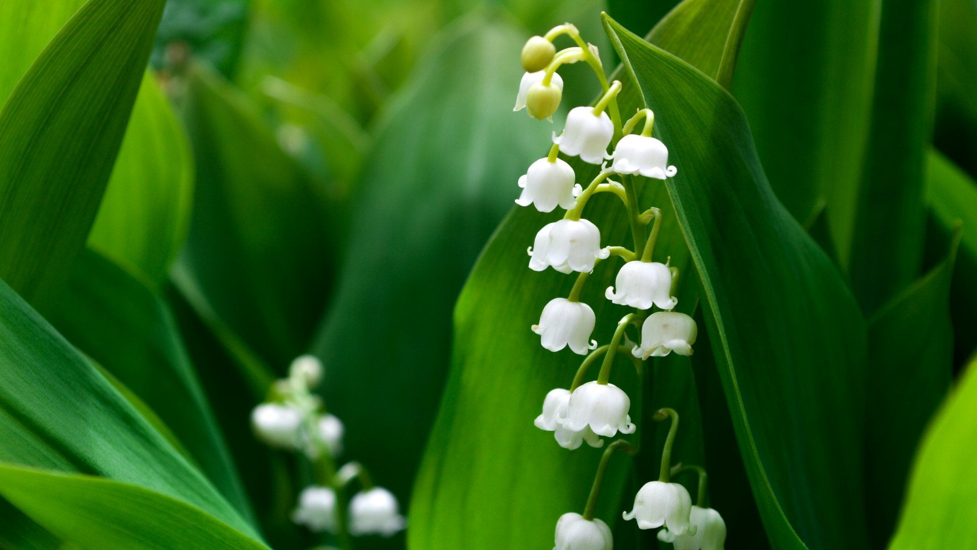 Convallaria Majalis: tussen Aalsmeerse kwekers en Franse tradities - Clay & Roots