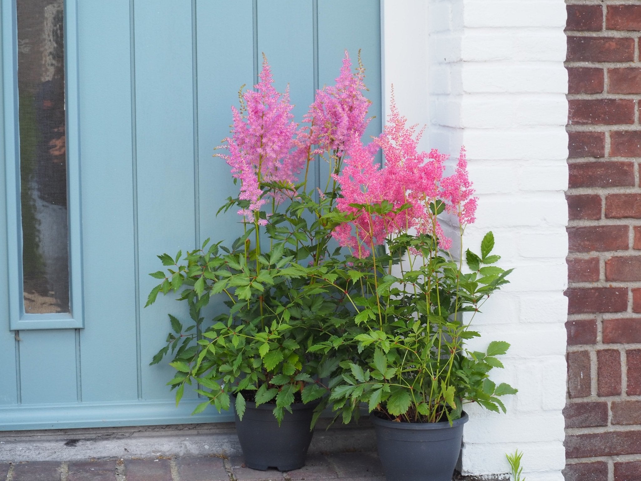 Is je tuin halfschaduw, schaduw of volle zon? - Clay & Roots