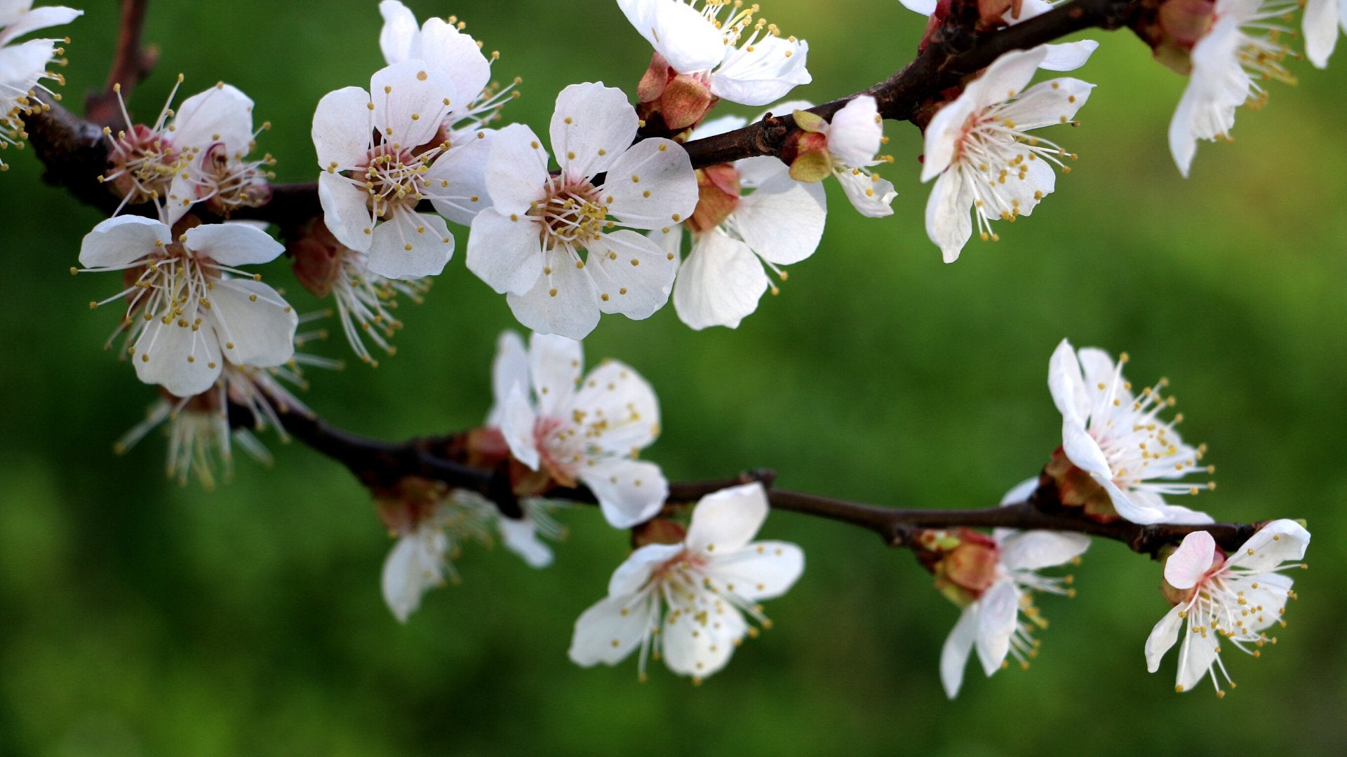 Maart, tuiniermaand bij uitstek - Clay & Roots