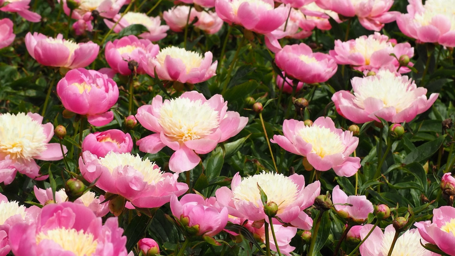 Praktische tips voor het planten van jouw pioenrozen - Clay & Roots