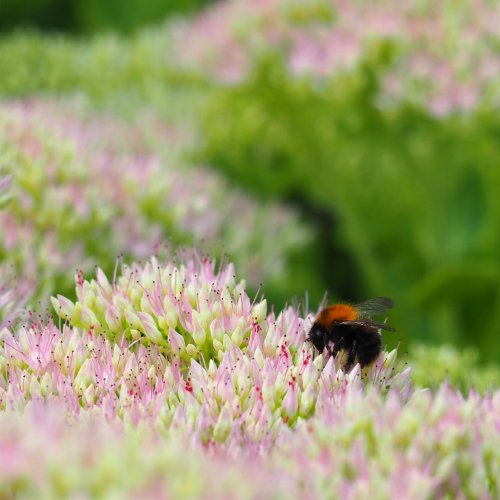 Samen naar een groener Nederland - Clay & Roots