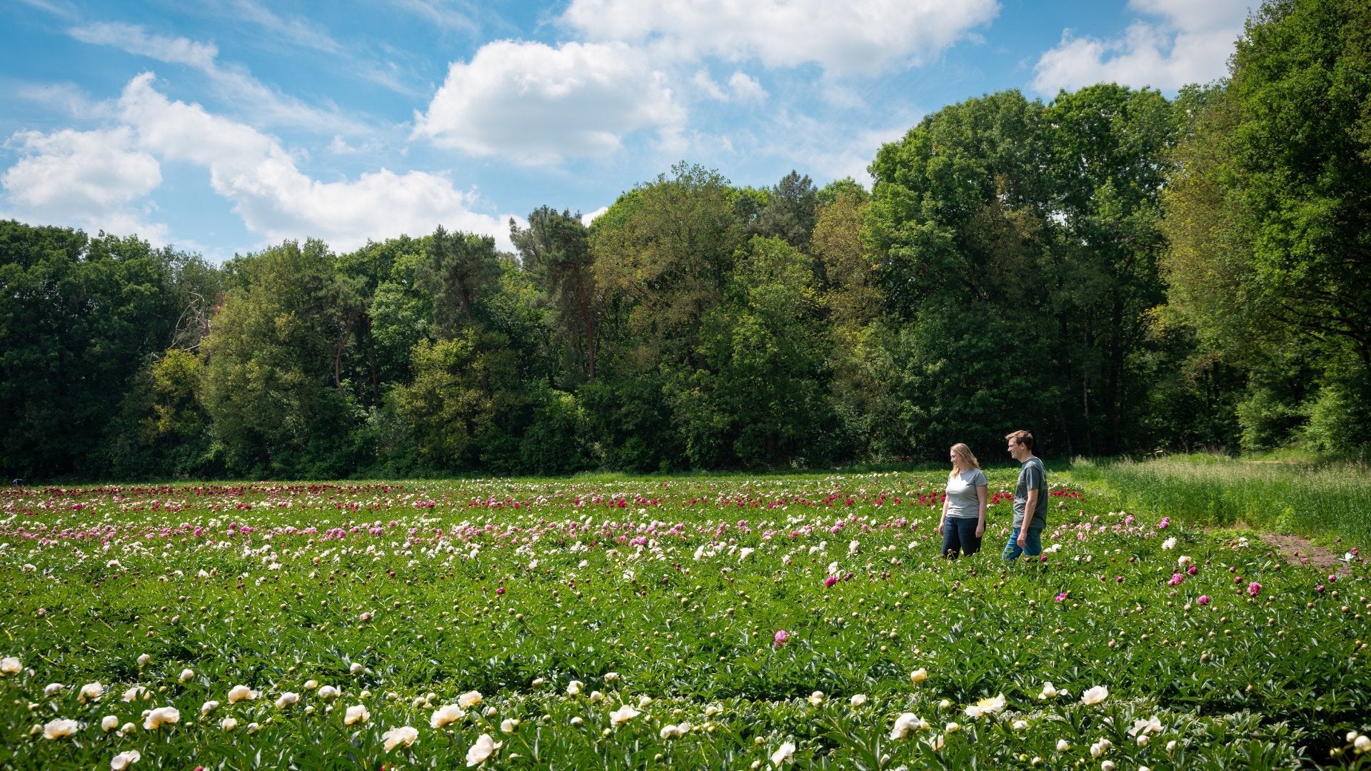 Vaste planten kopen bij de kweker - Clay & Roots