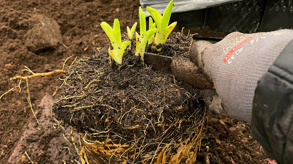 Vaste planten scheuren: tips van de kweker - Clay & Roots