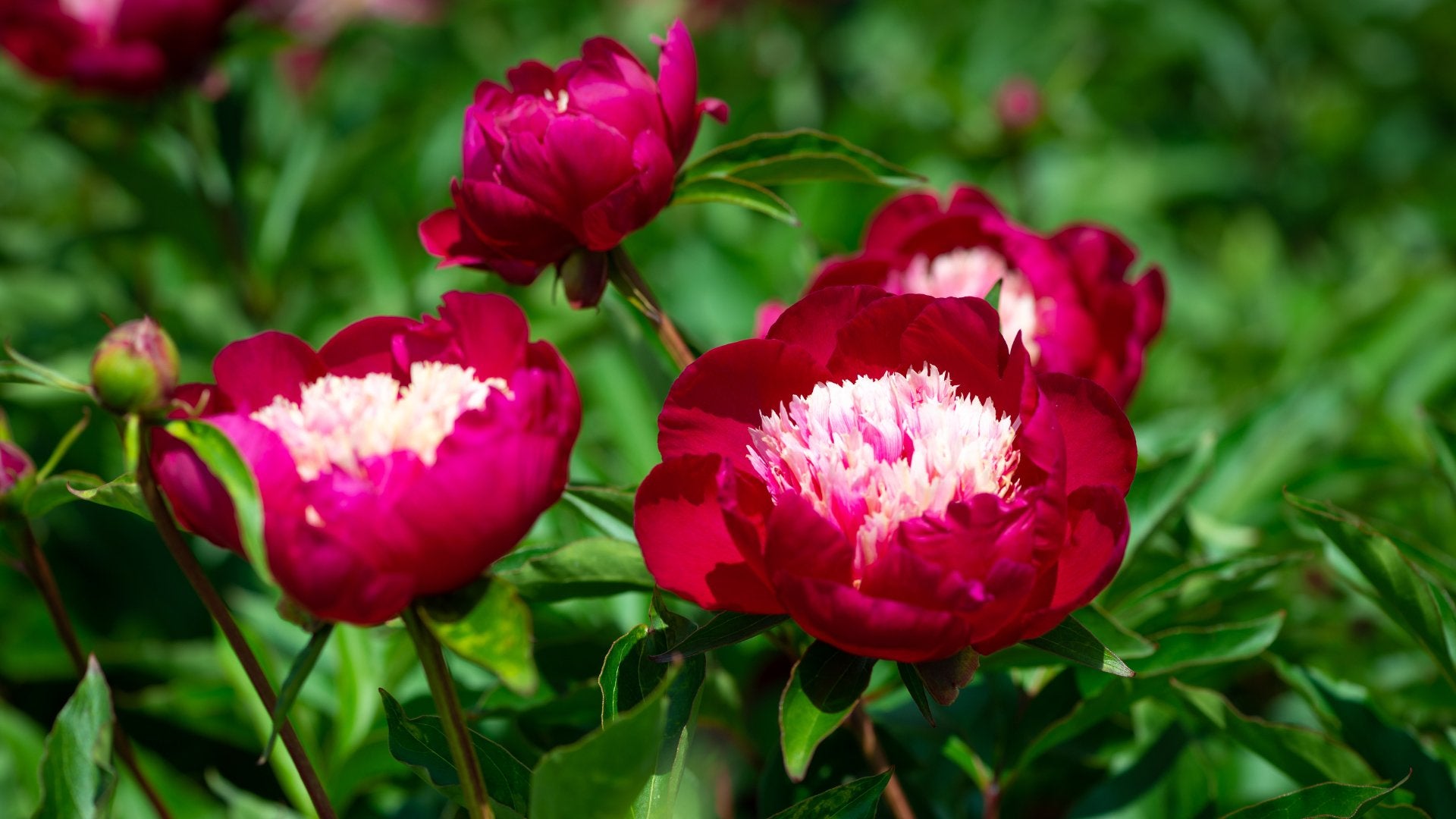 Verzorging van je pioenrozenplant - Clay & Roots