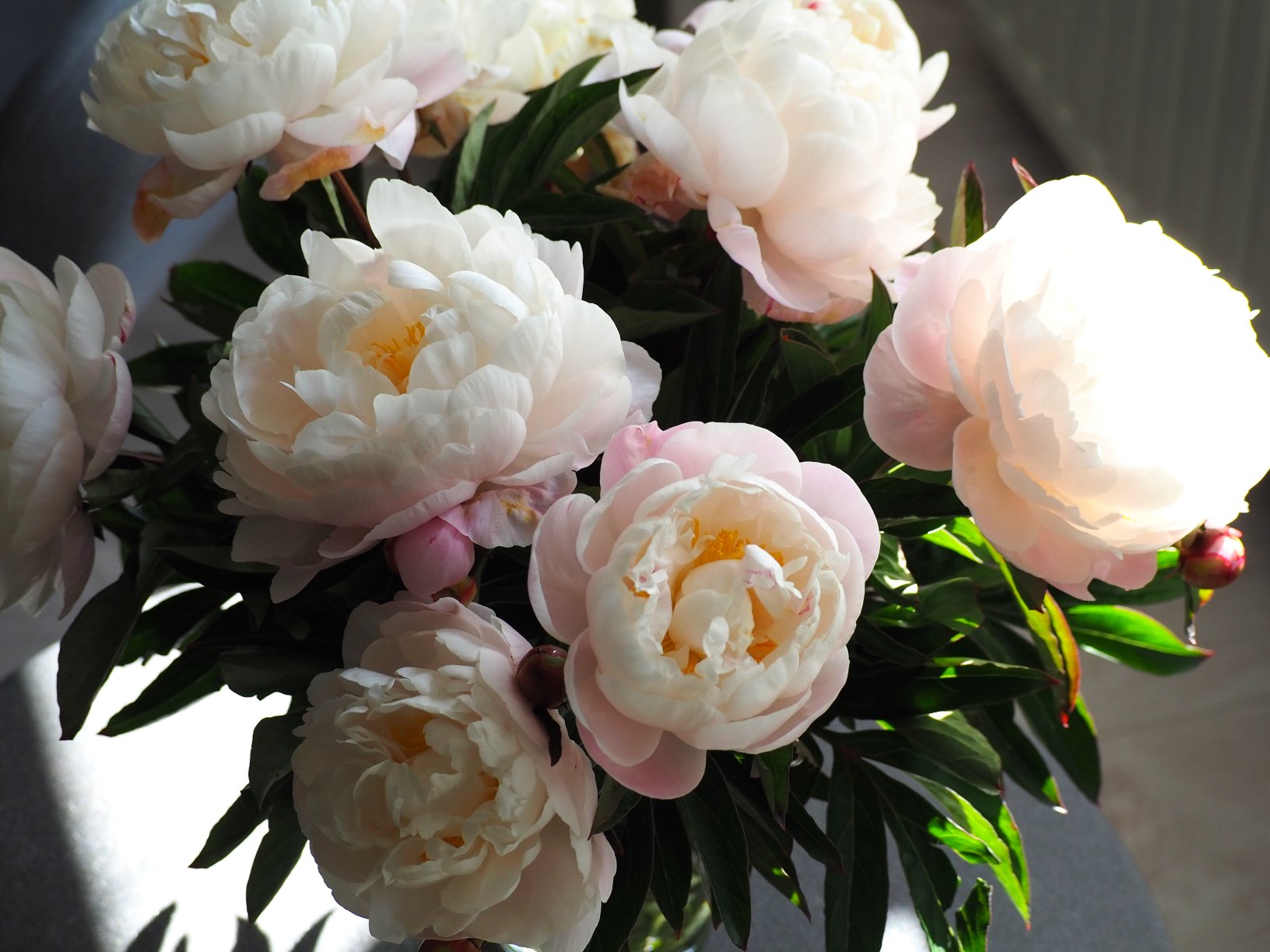 Vijf tips om een bloeiende pioenroos in jouw eigen tuin te krijgen! - Clay & Roots