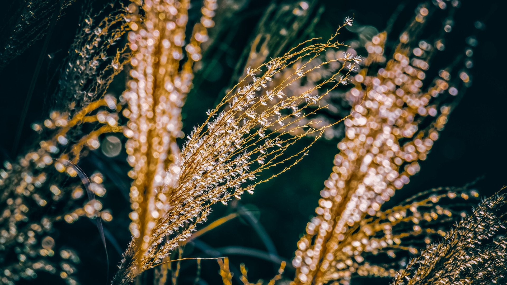 Wat te doen in de tuin in november - Clay & Roots