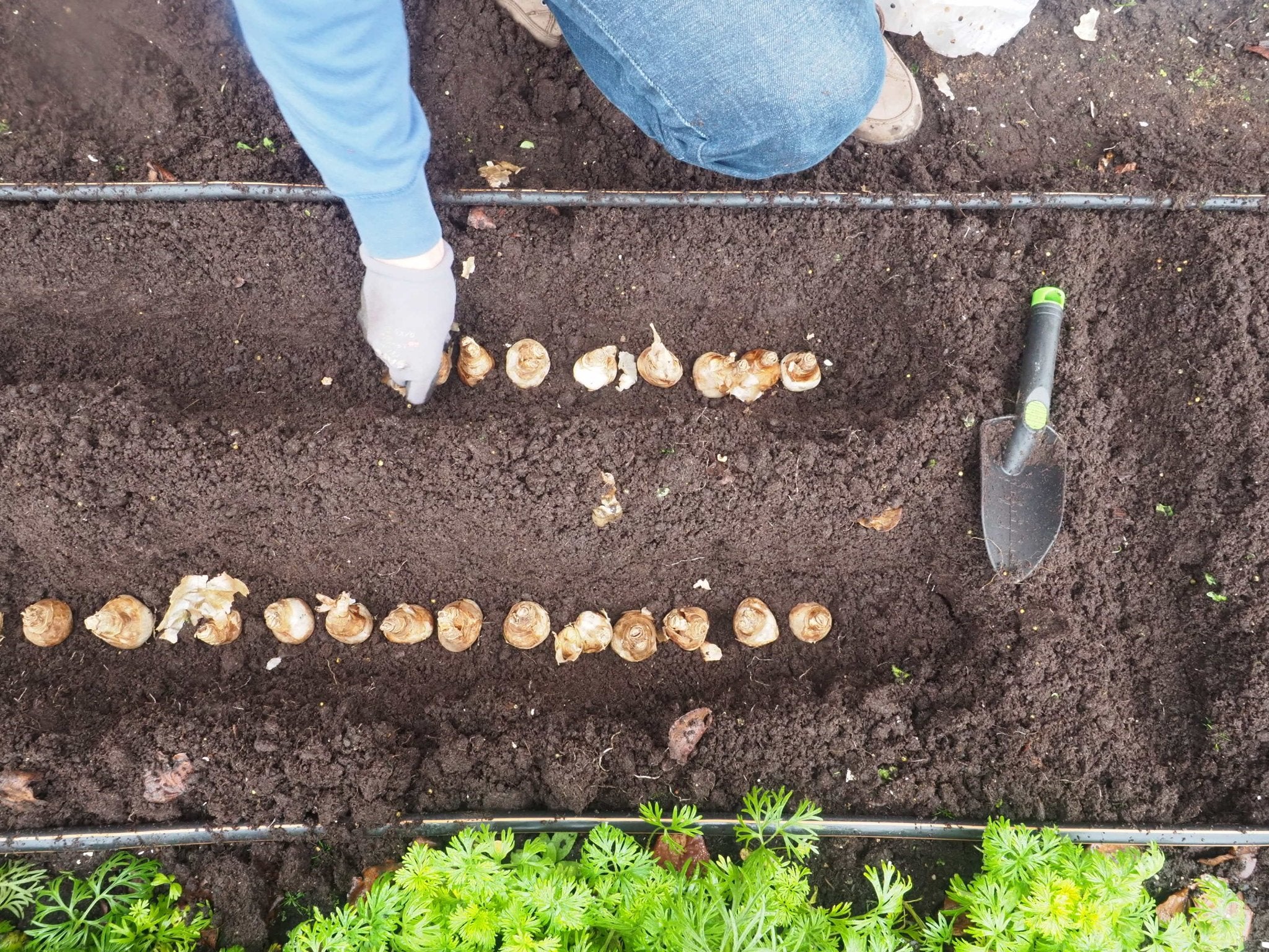 Wist je dat het najaar de beste tijd is om tuinplanten in de tuin te planten? - Clay & Roots