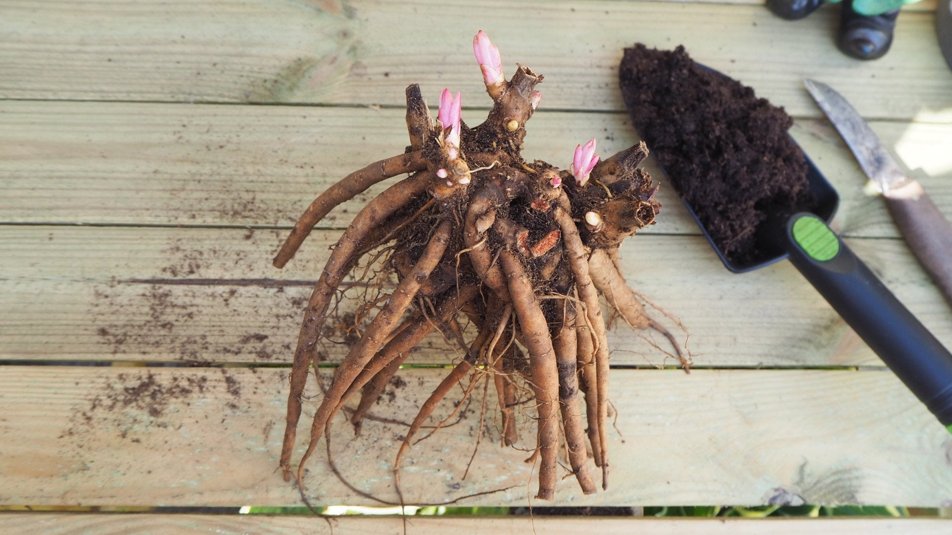Zo plant je wortelknollen in je tuin - Clay & Roots