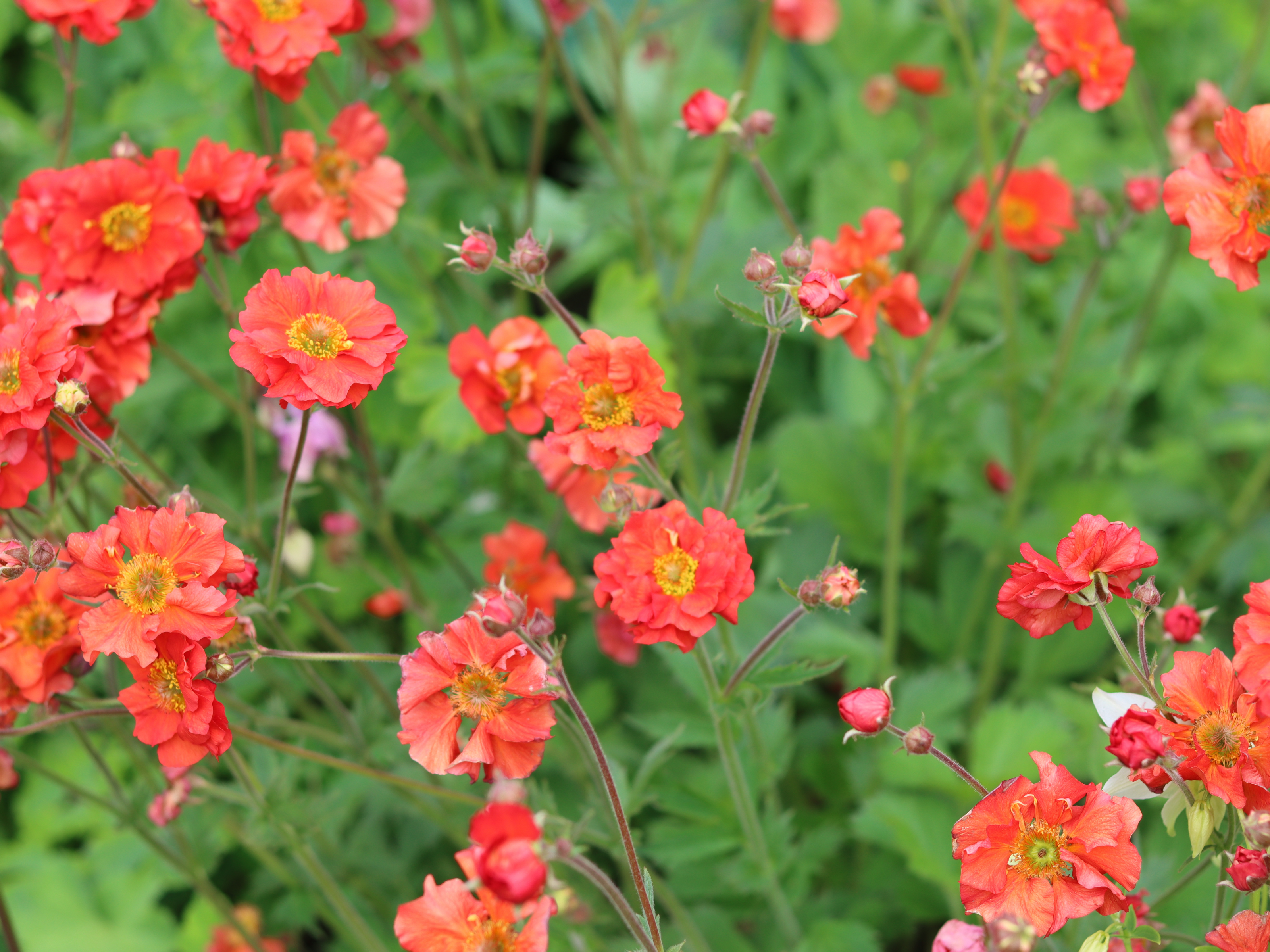 Geum - Nagelkruid