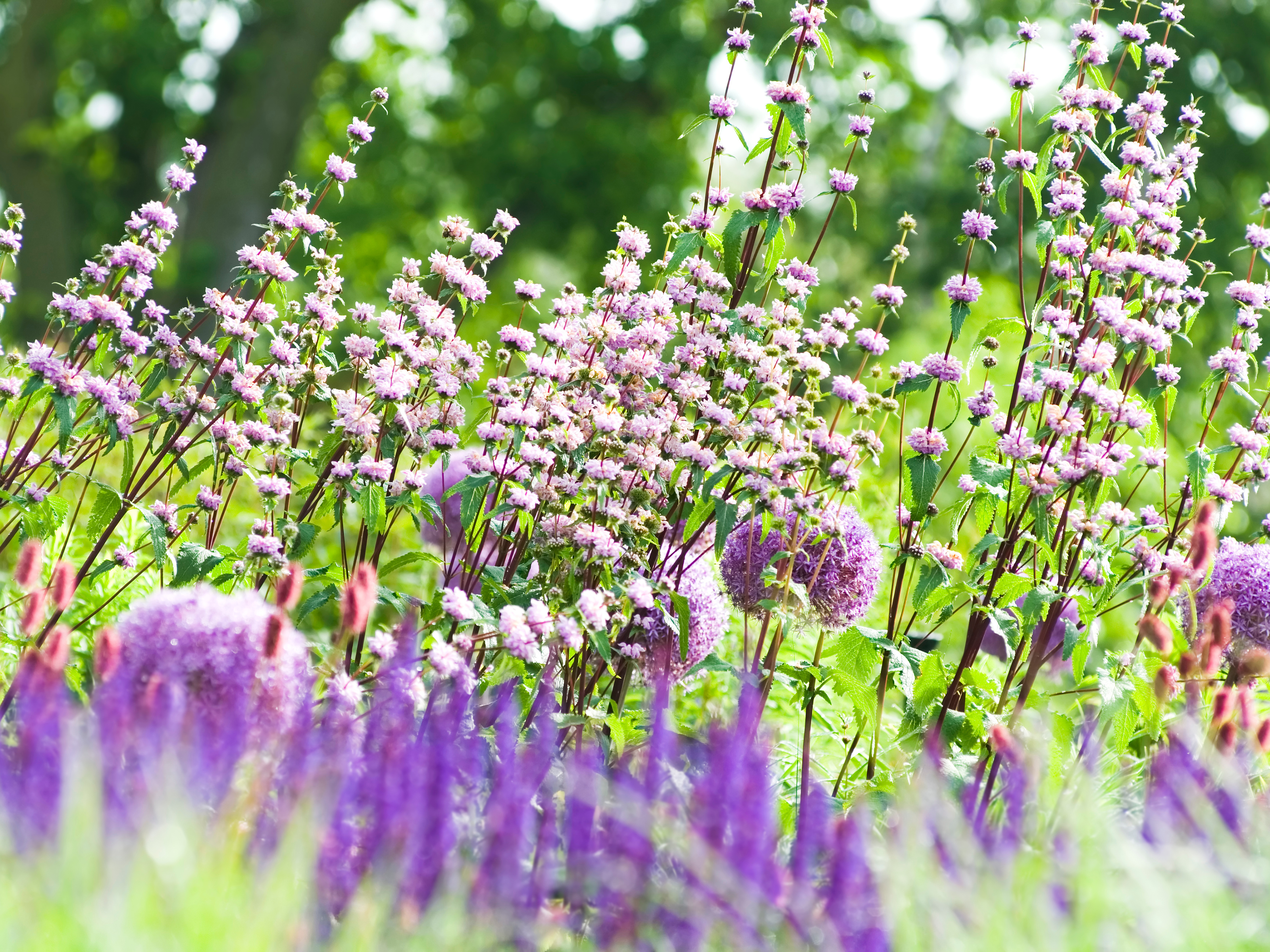 Phlomis - Brandkruid