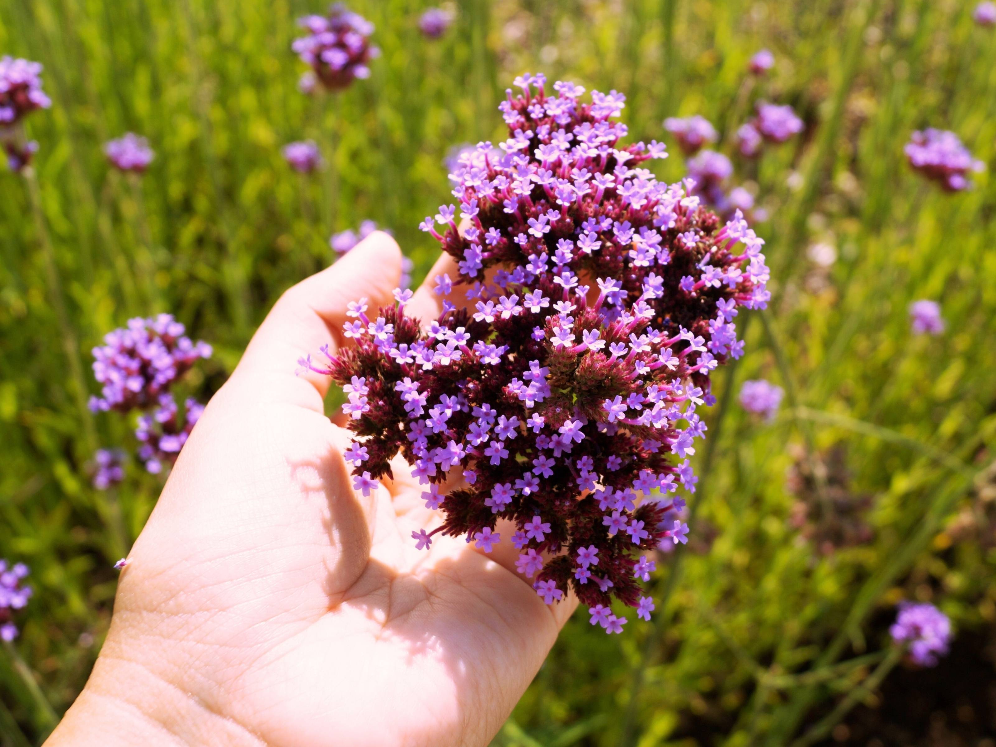 Origanum - Echte Marjolein