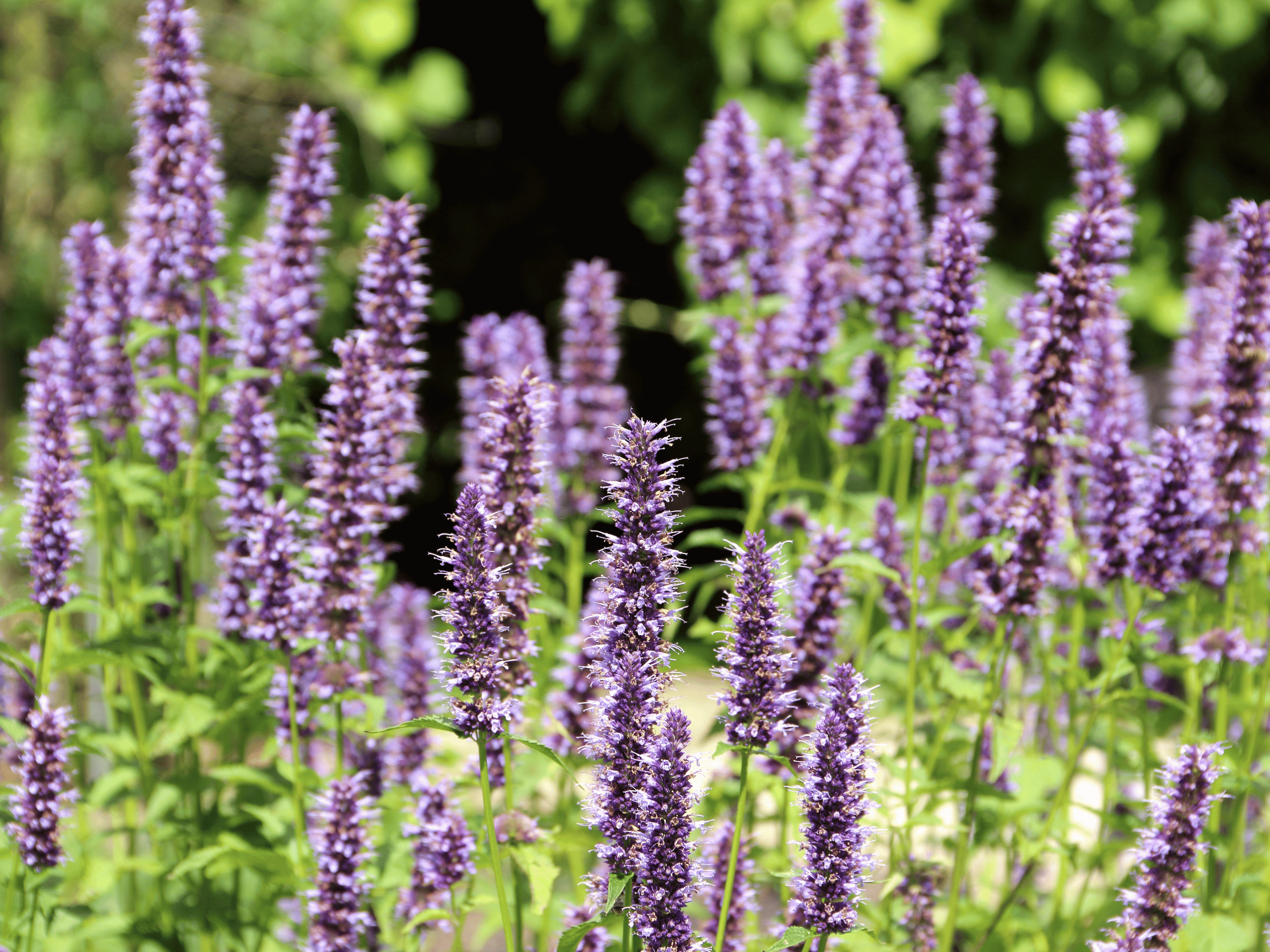 Agastasche - Dropplant