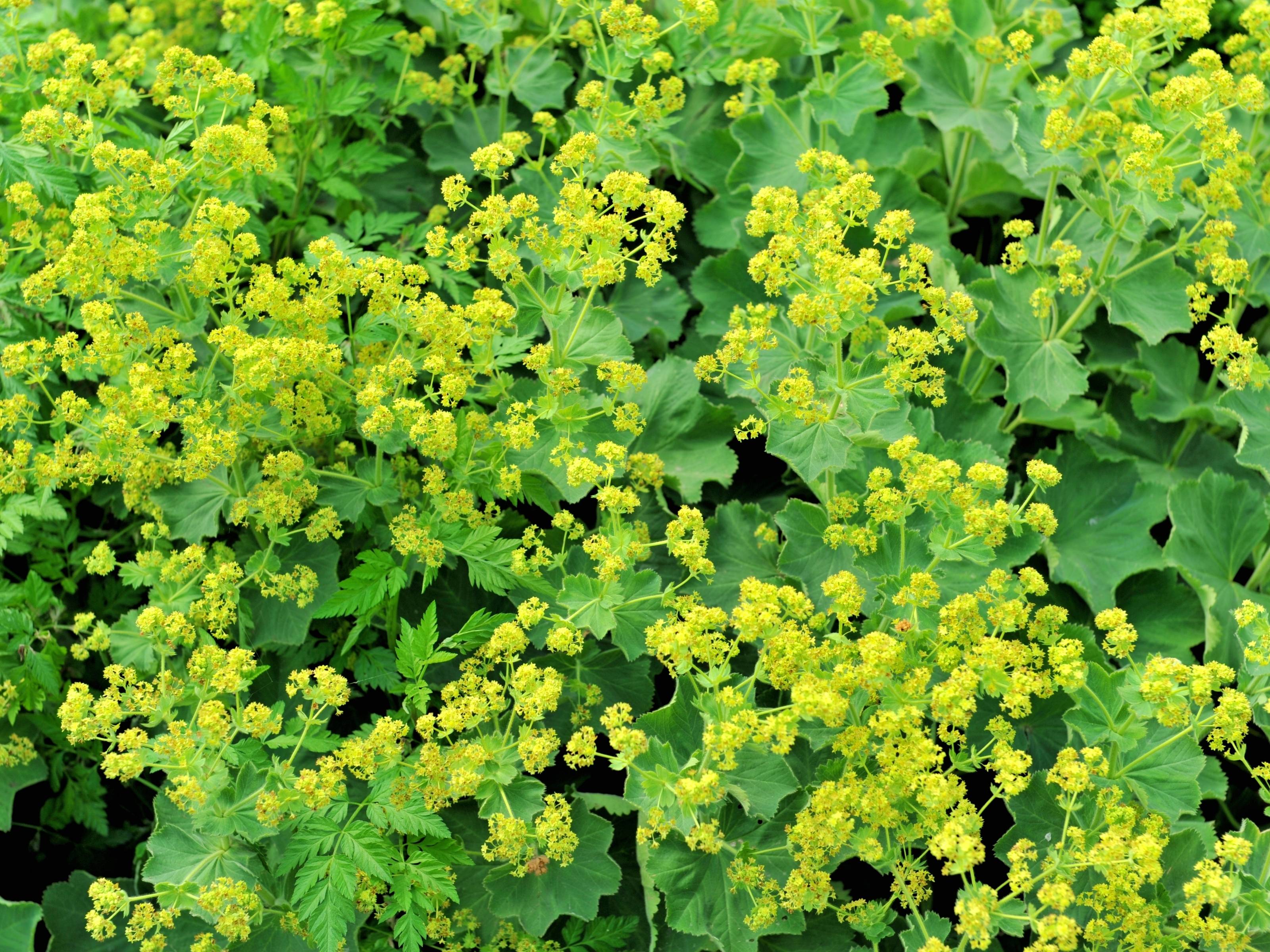 Alchemilla mollis - Vrouwenmantel