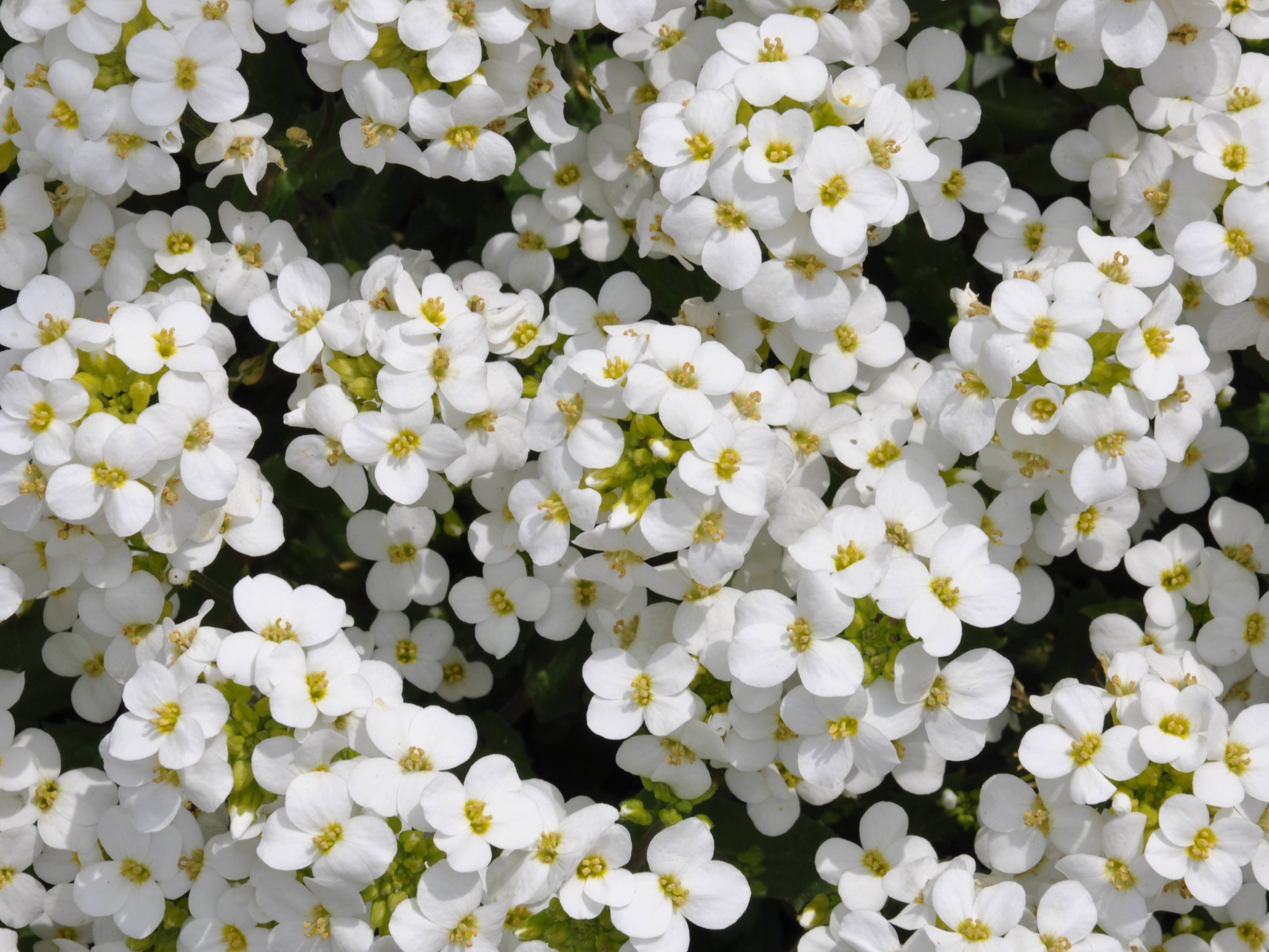 Arabis caucasia - Rijstebrij randjesbloem