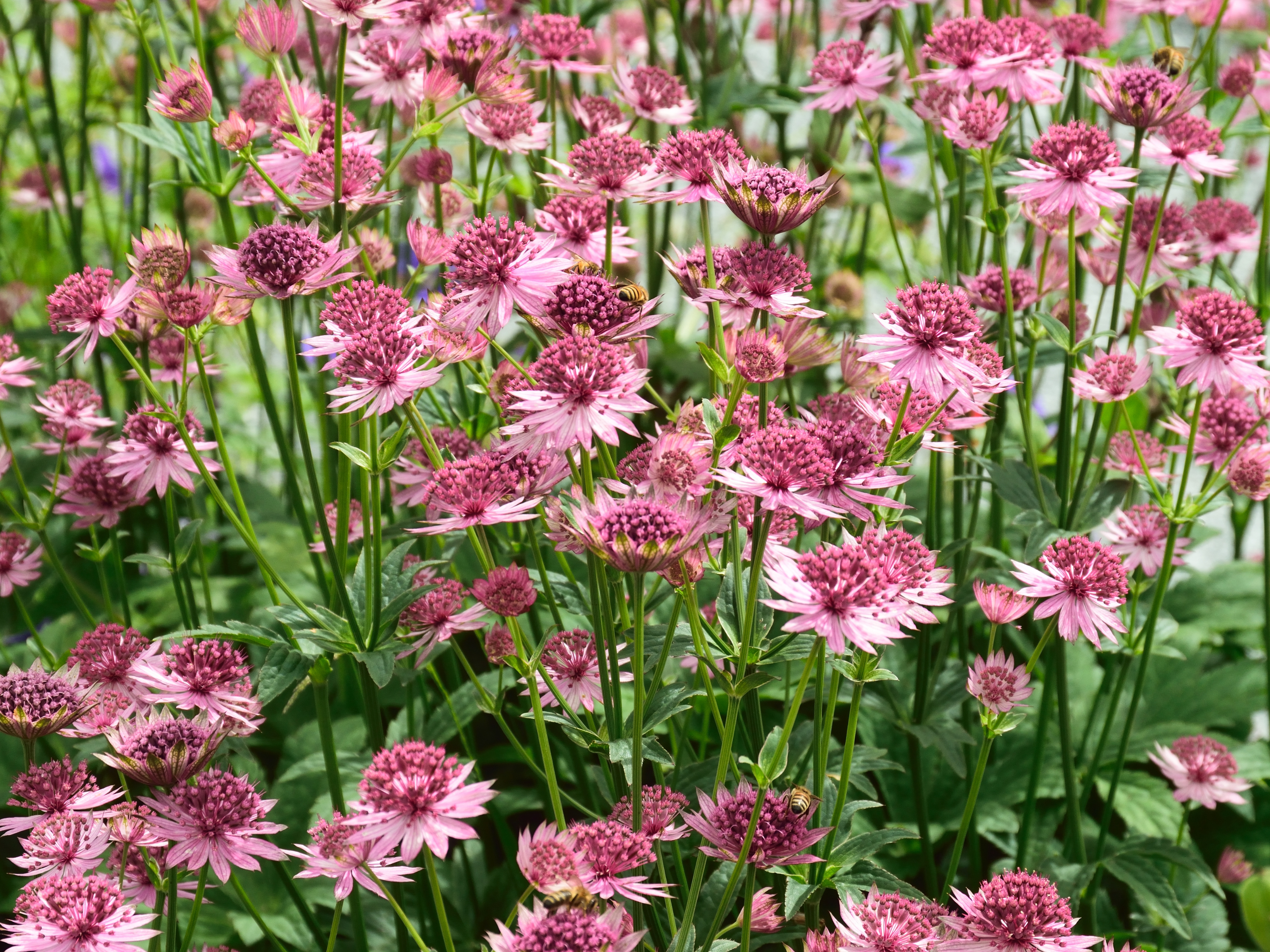 Astrantia - Zeeuws knoopje