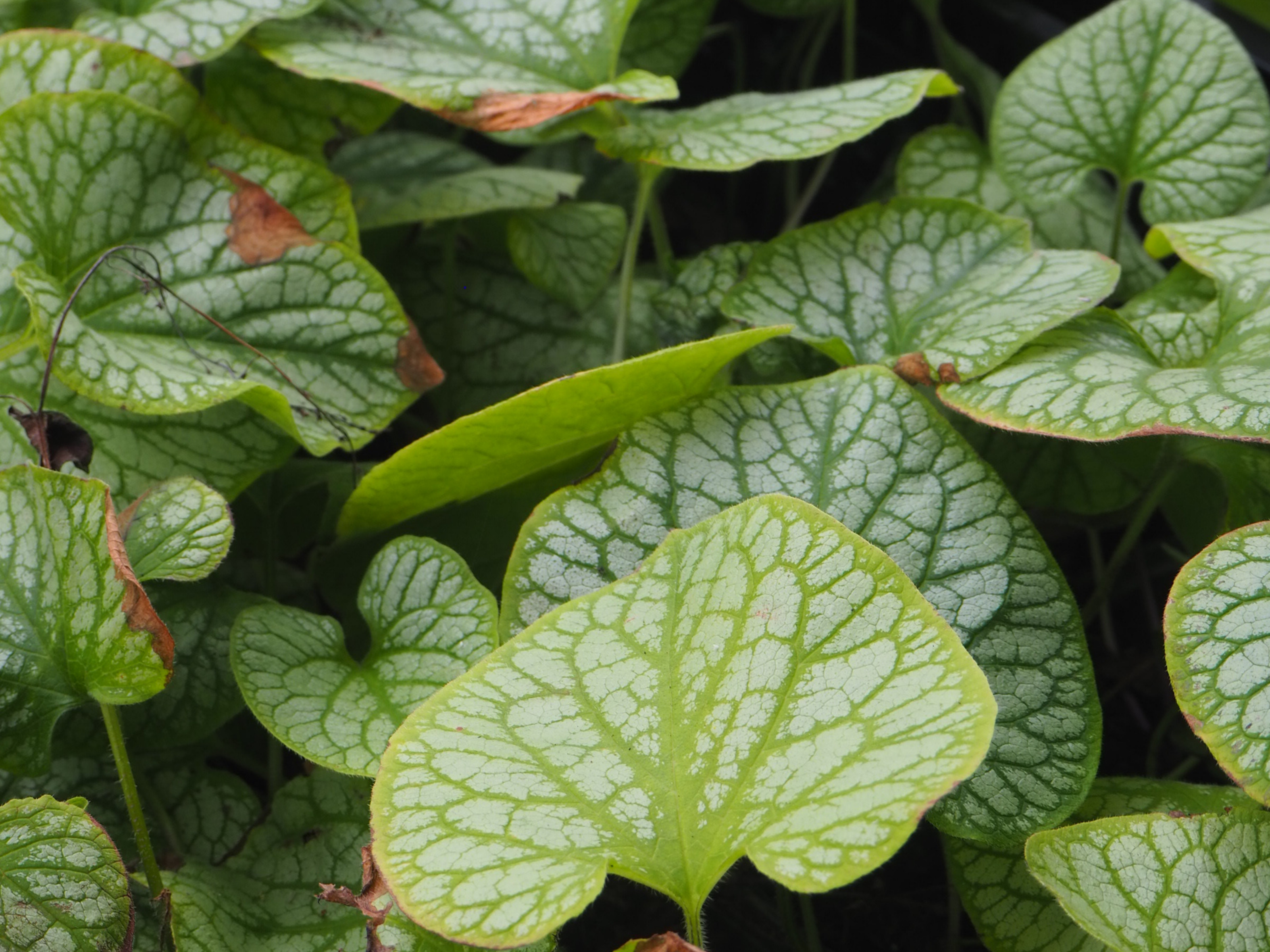 Brunnera - Kaukasische vergeet-mij-nietje