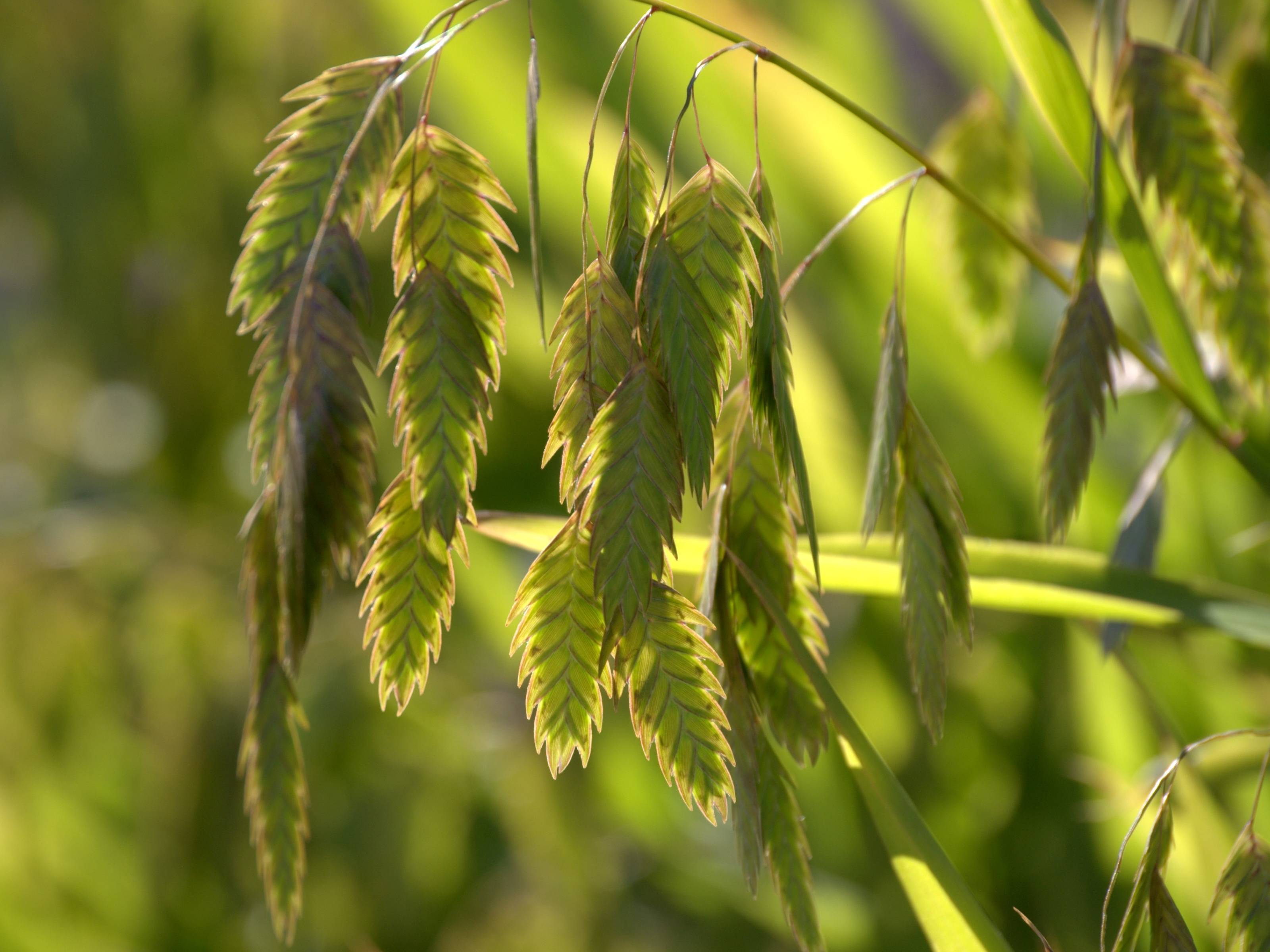 Chasmantium latifolium - Plataargras
