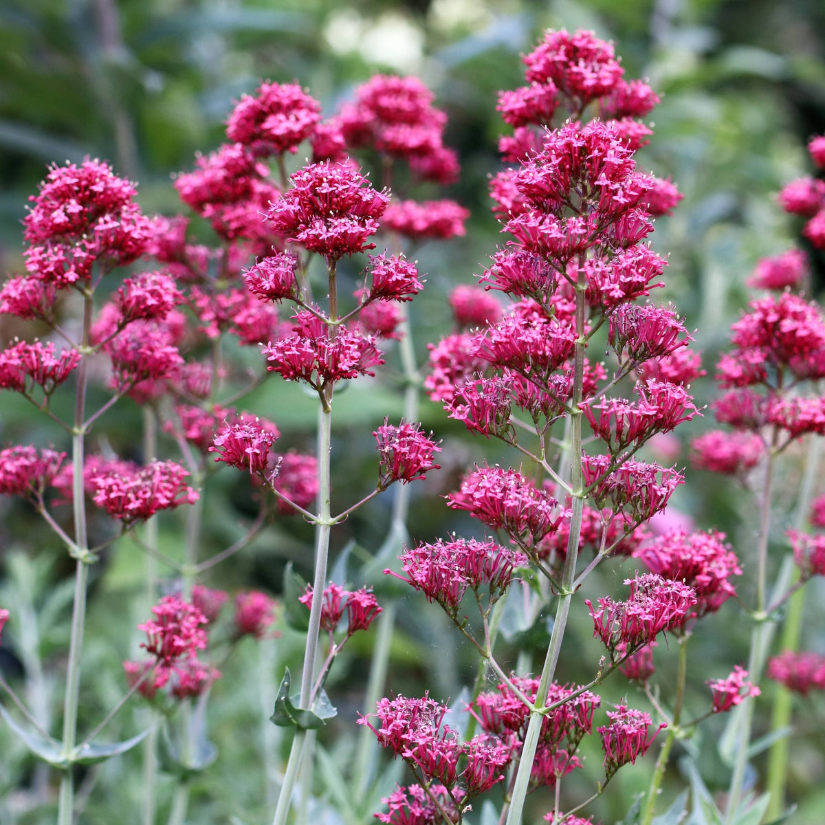 Centranthus - Rode Valeriaan – Clay & Roots