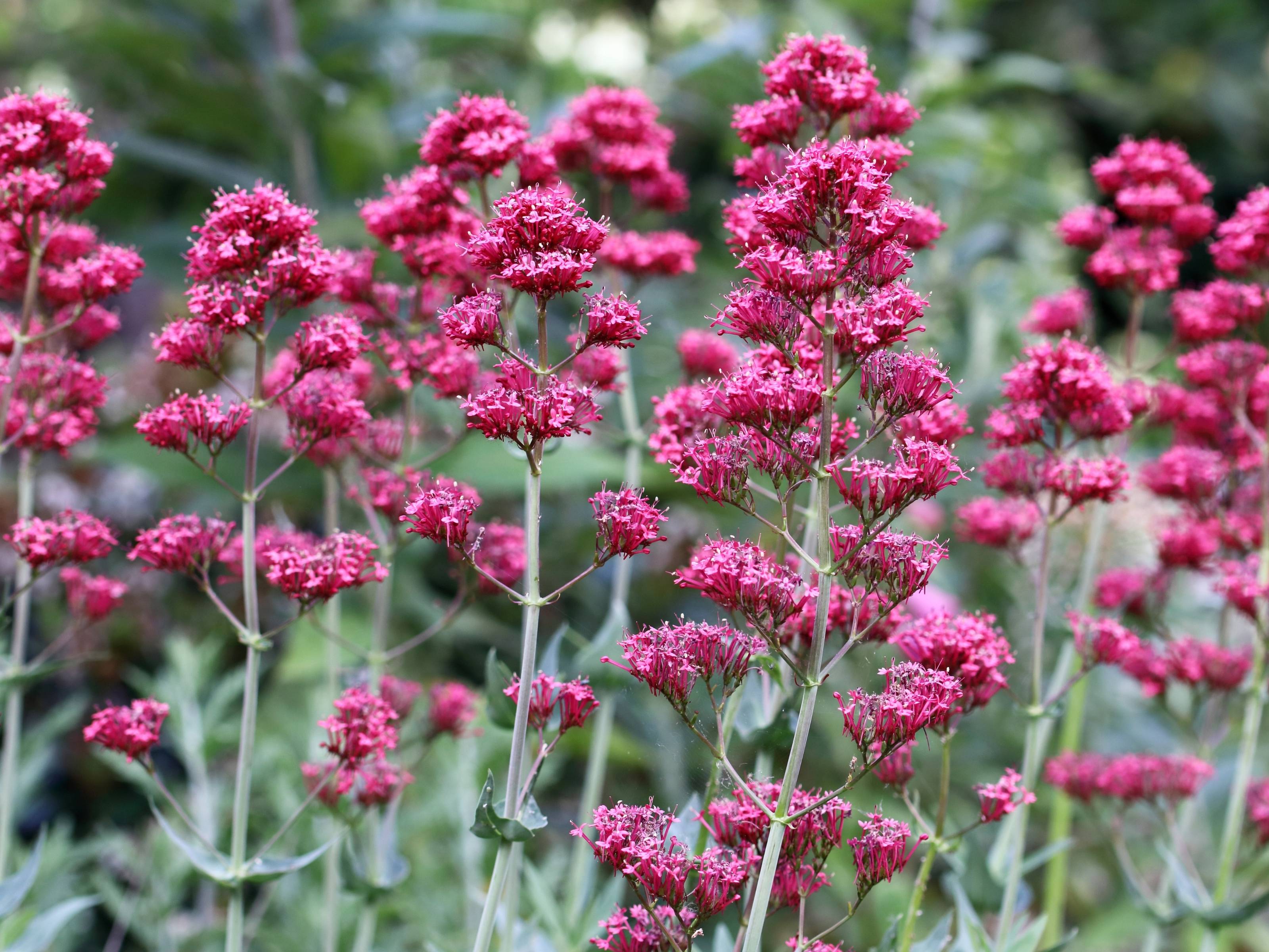 Centranthus - Rode Valeriaan