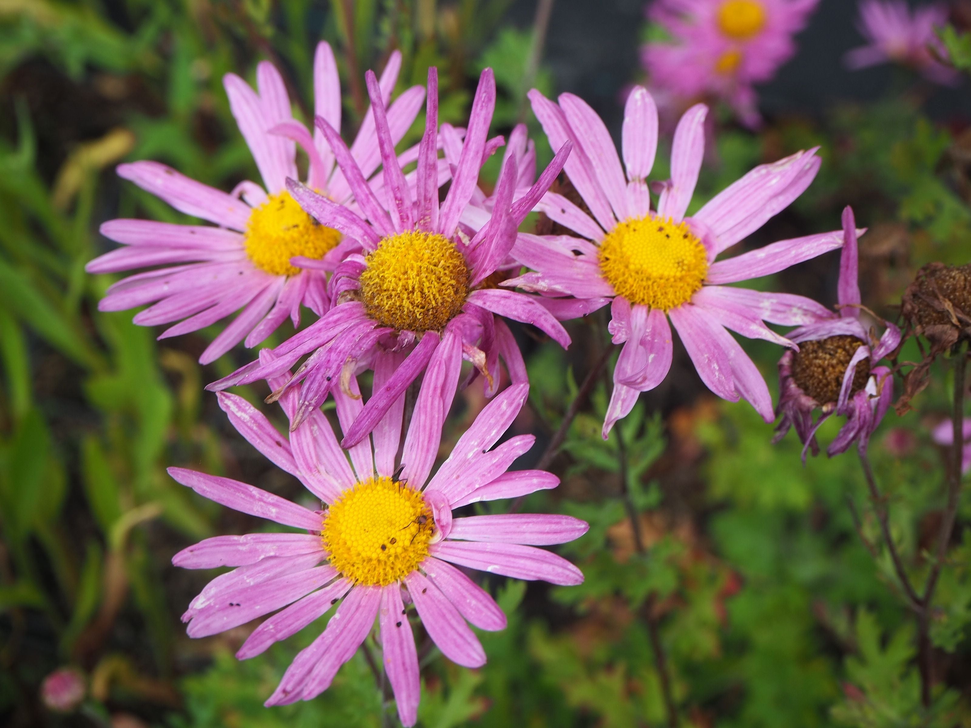Chrysanthemum - Herfstchrysant