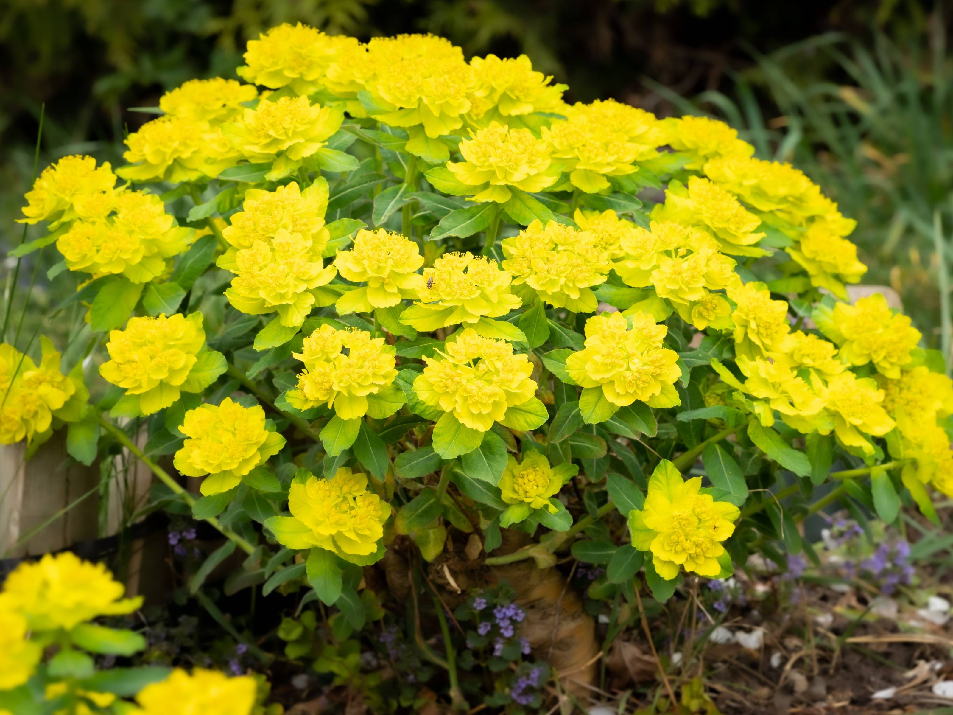 Euphorbia - Wolfsmelk