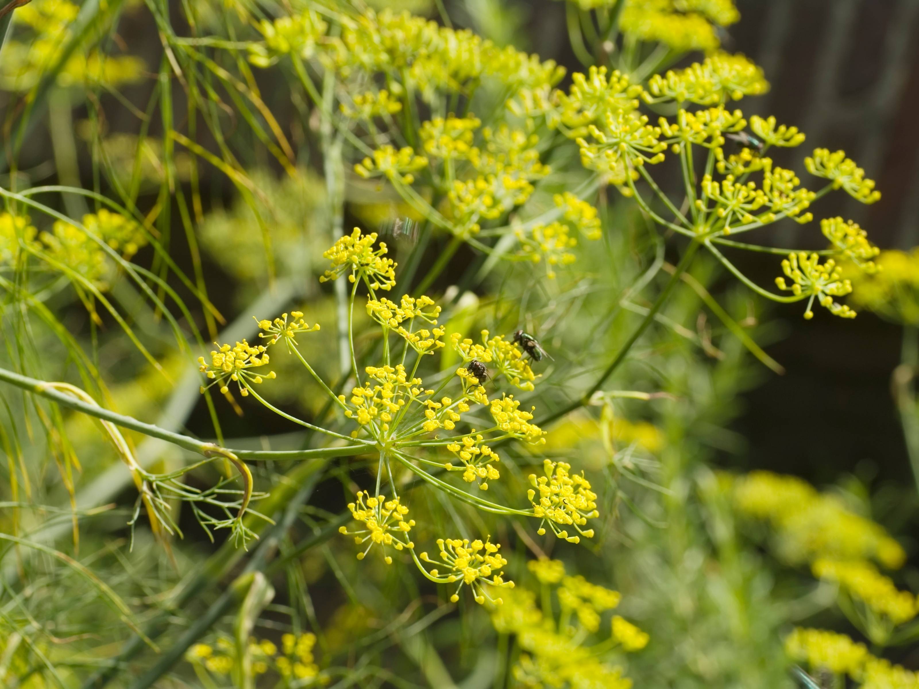 Foeniculum - Venkel