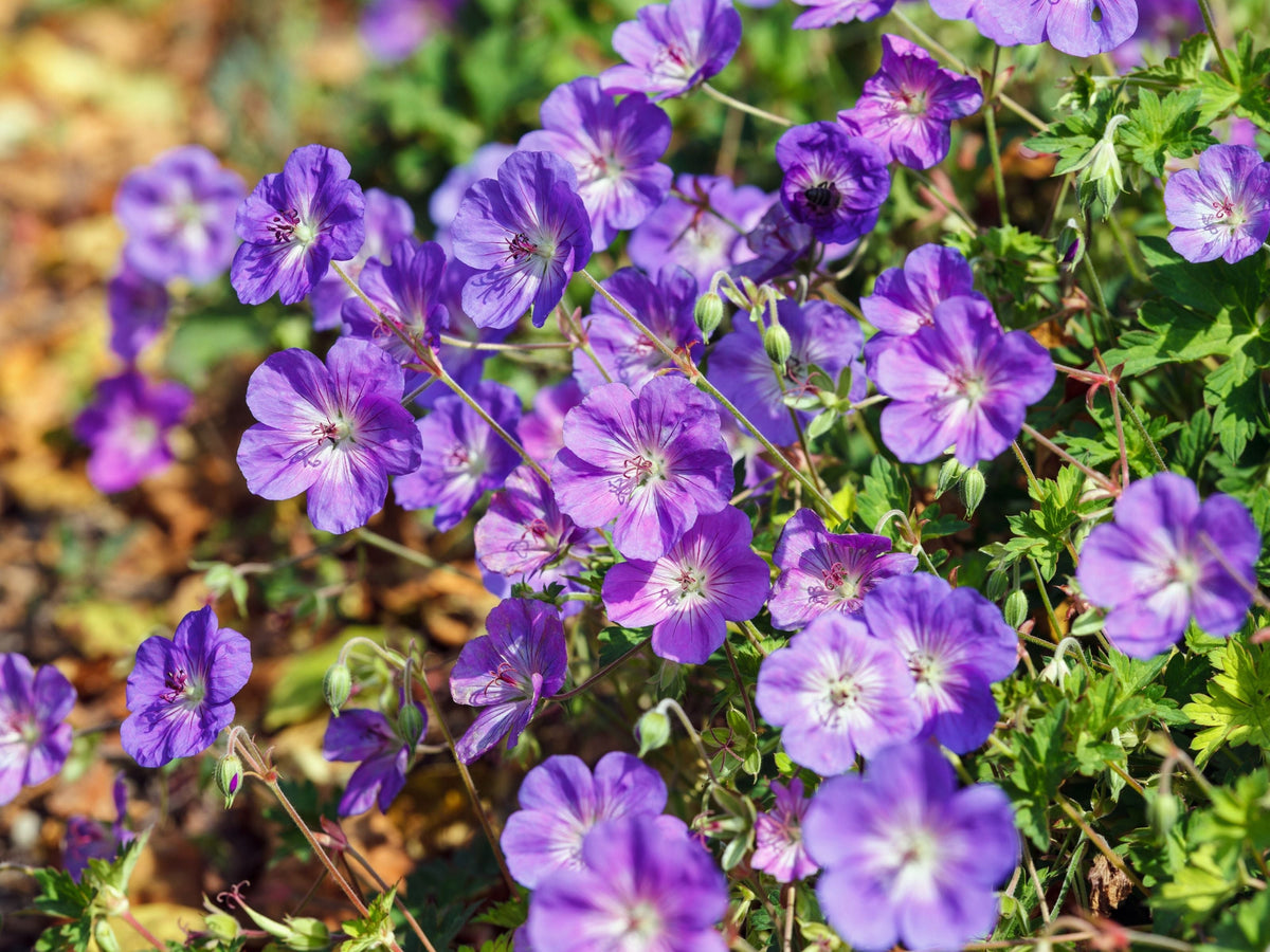 Geranium - Ooievaarsbek