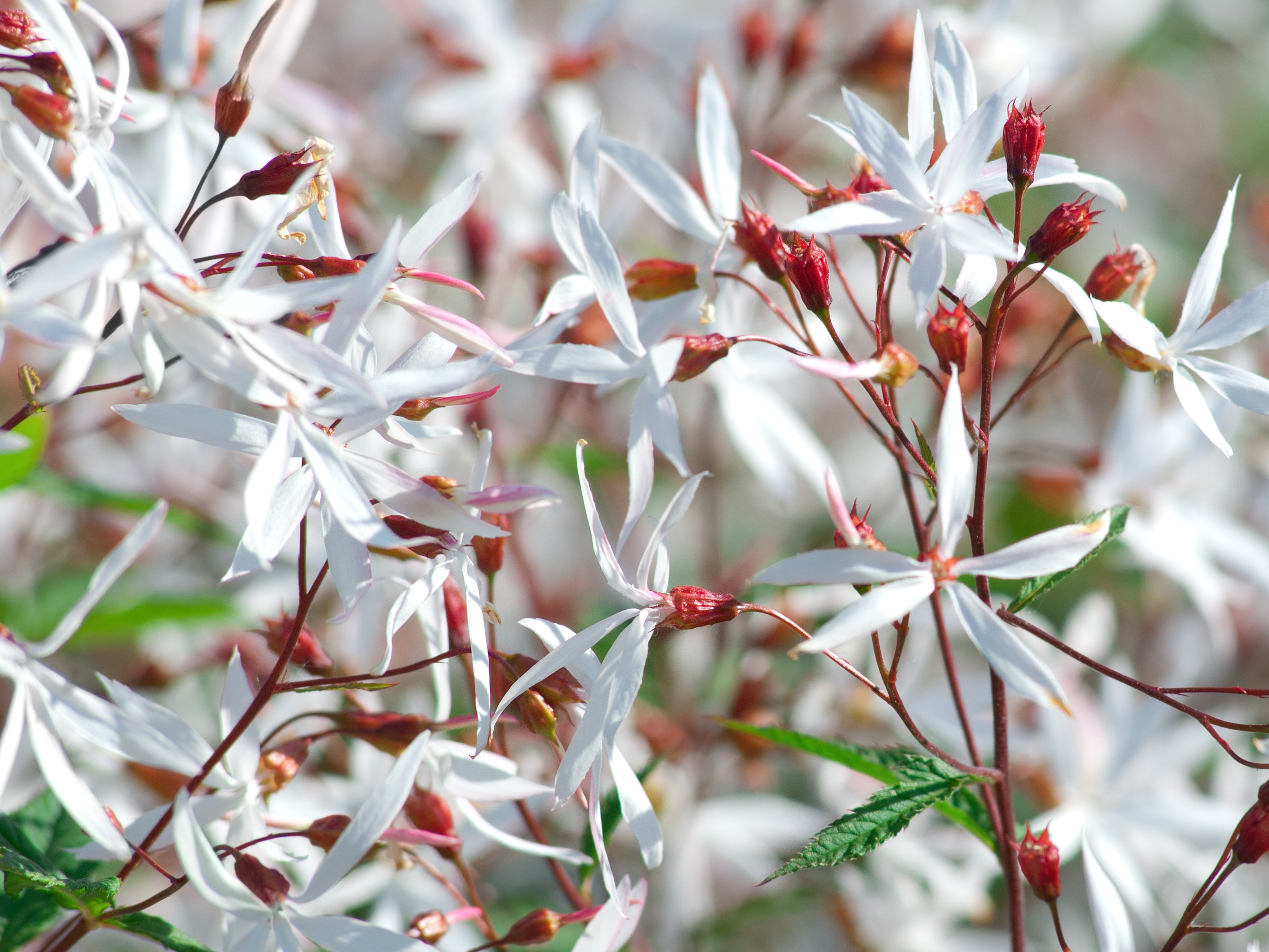 Gillenia trifoliata - Driebladige braakwortelspirea