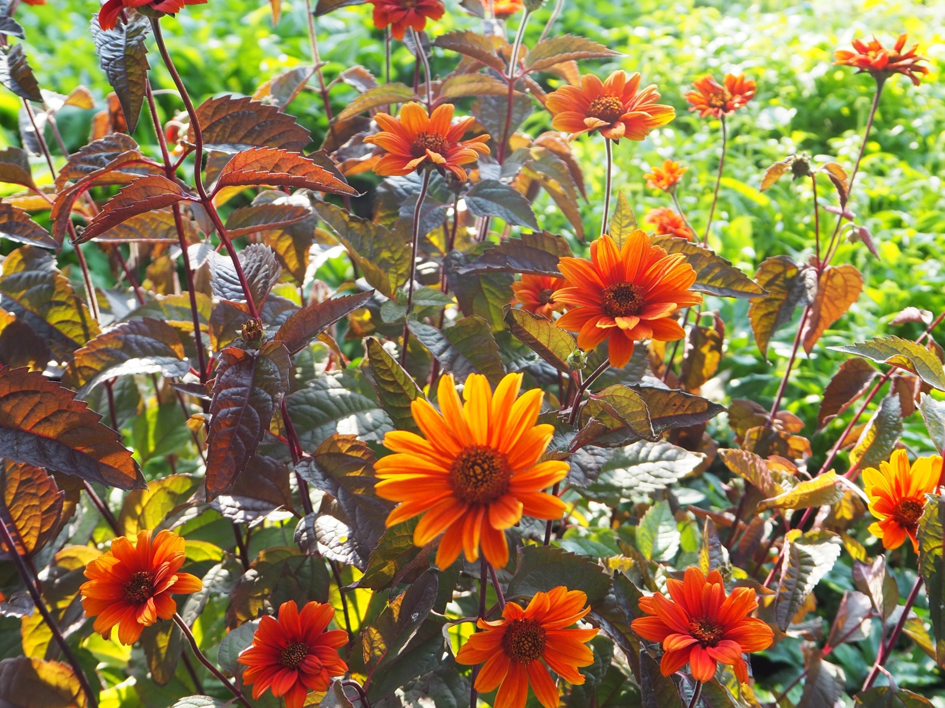 Heliopsis - Zonneoog