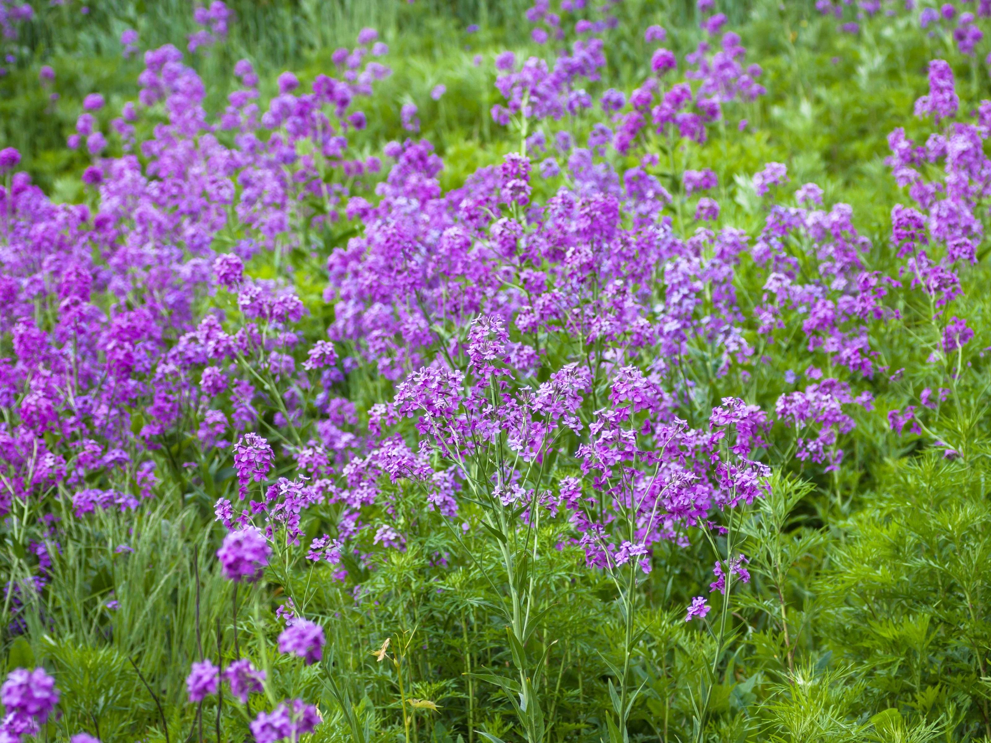 Hesperis - Damastbloem