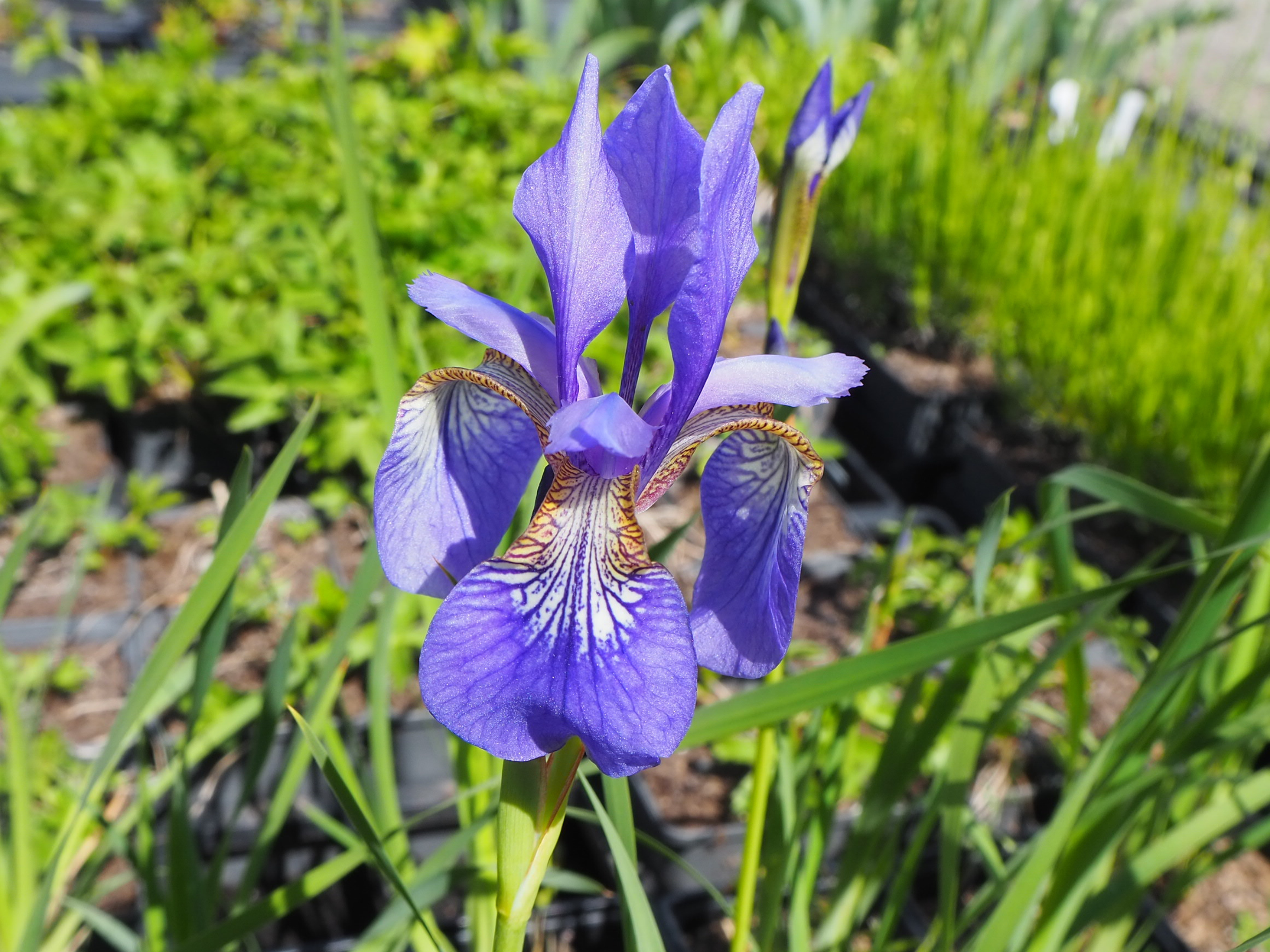 Iris siberica - Siberische Iris