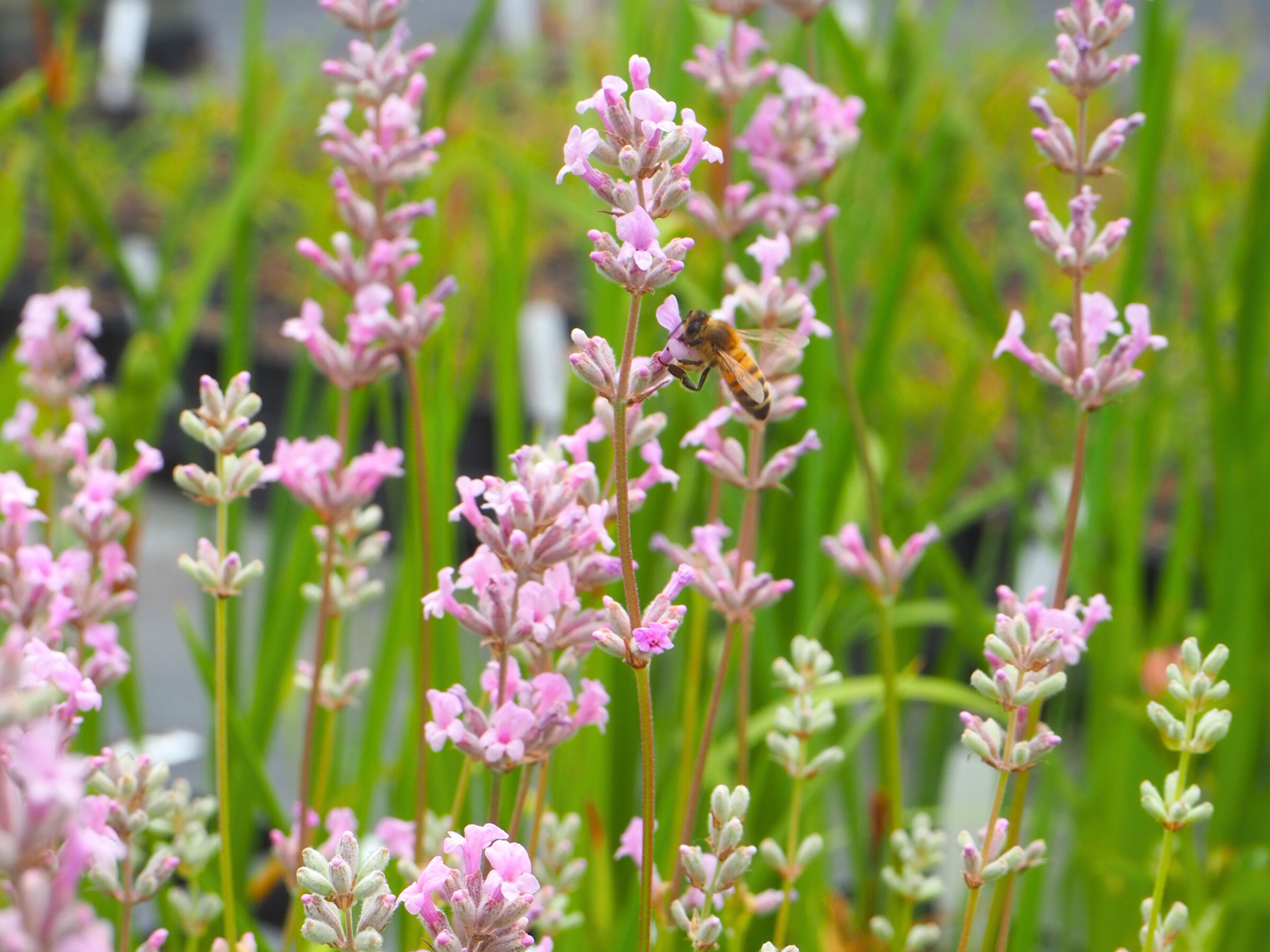 Lavandula - Lavendel