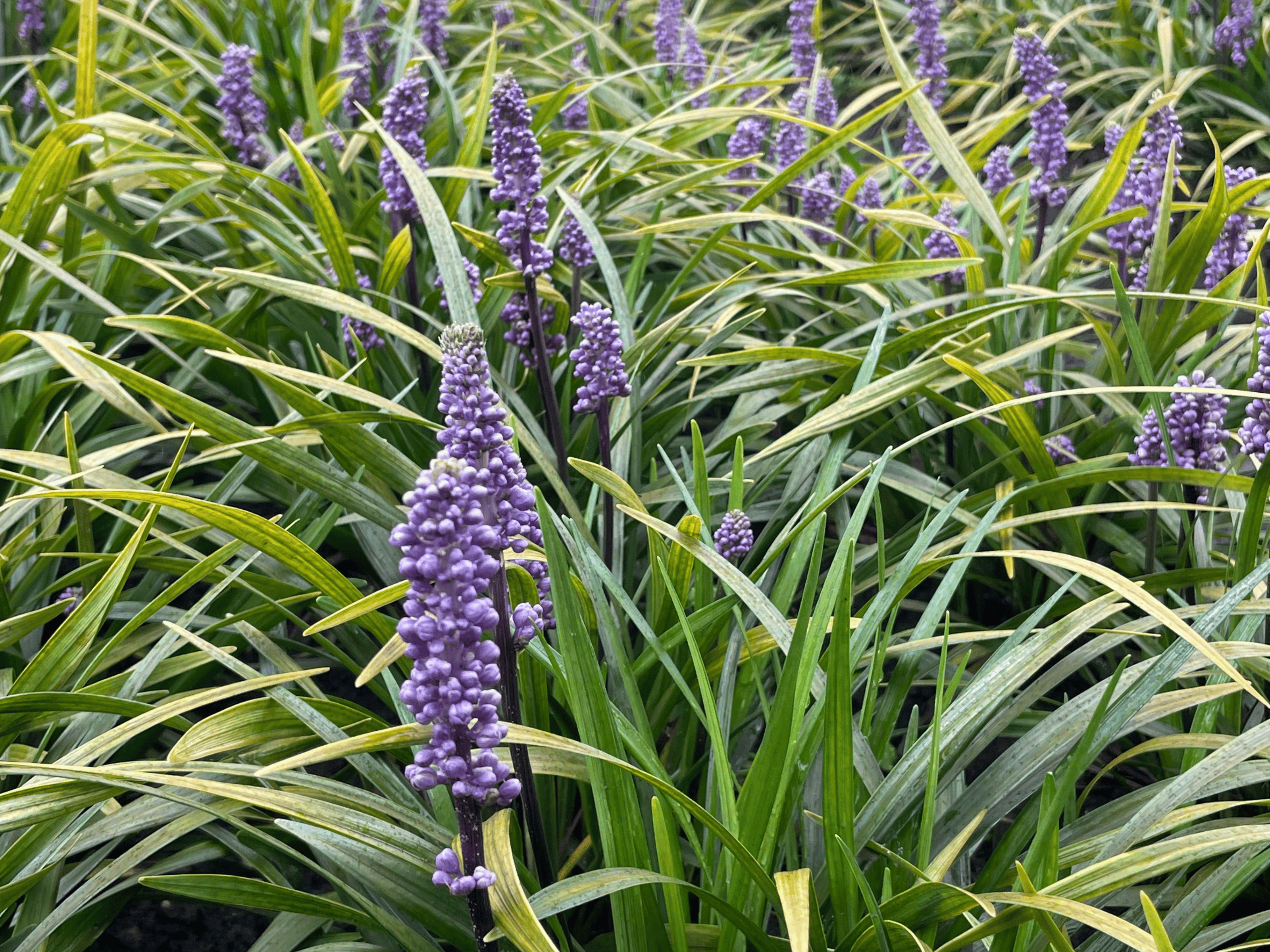 Liriope - Leliegras