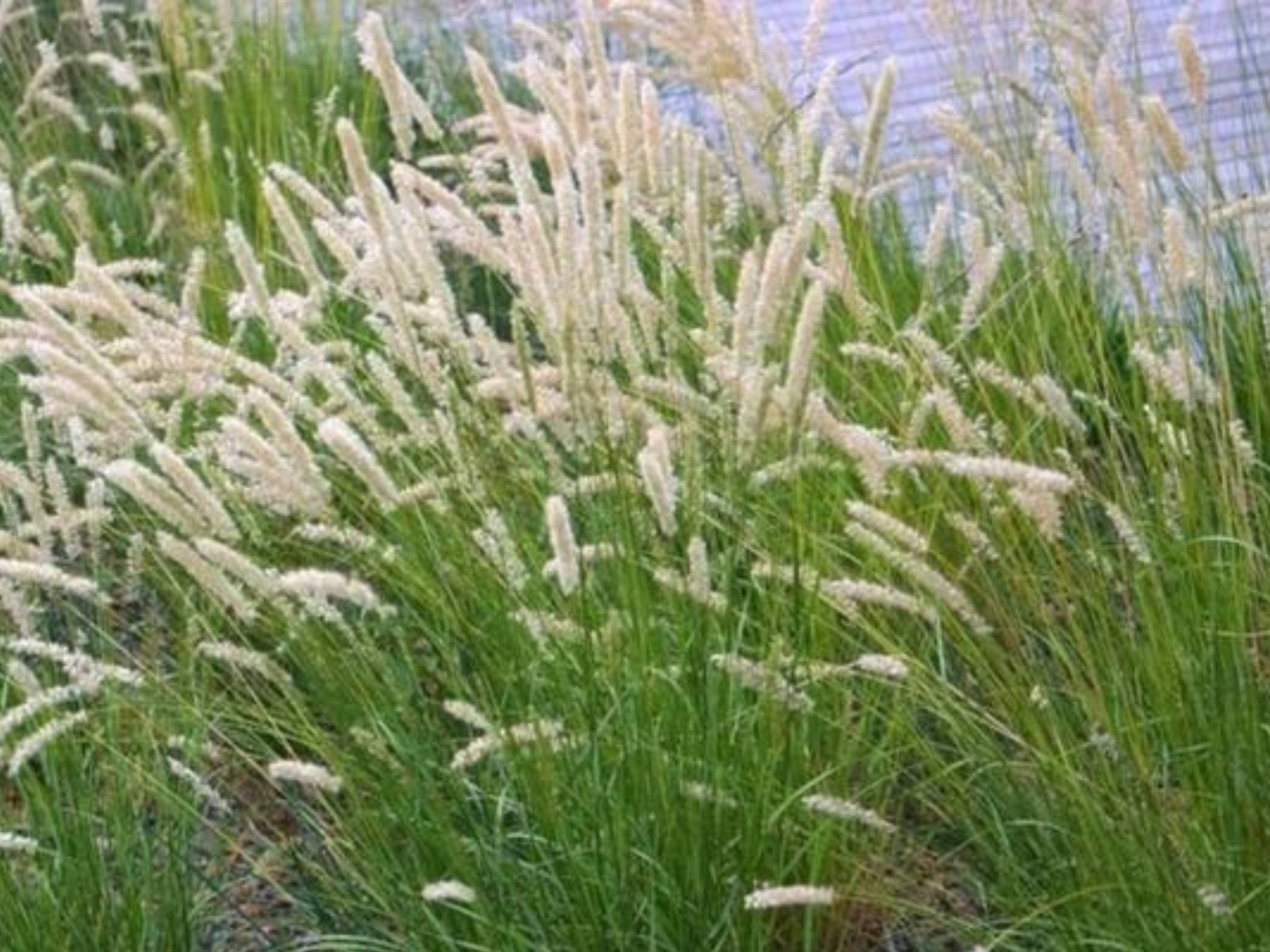 Melica - Winperparelgras