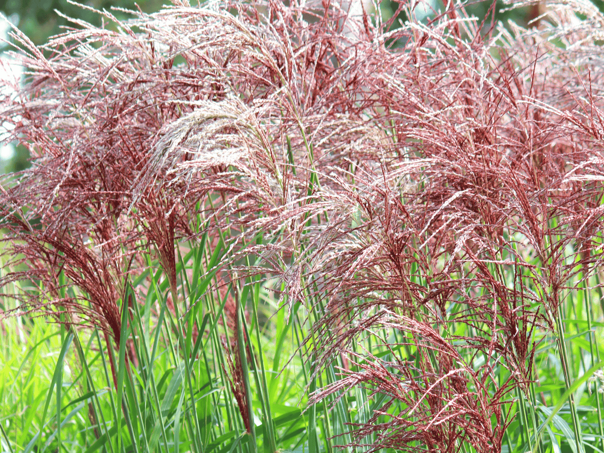 Miscanthus - Prachtriet – Clay & Roots