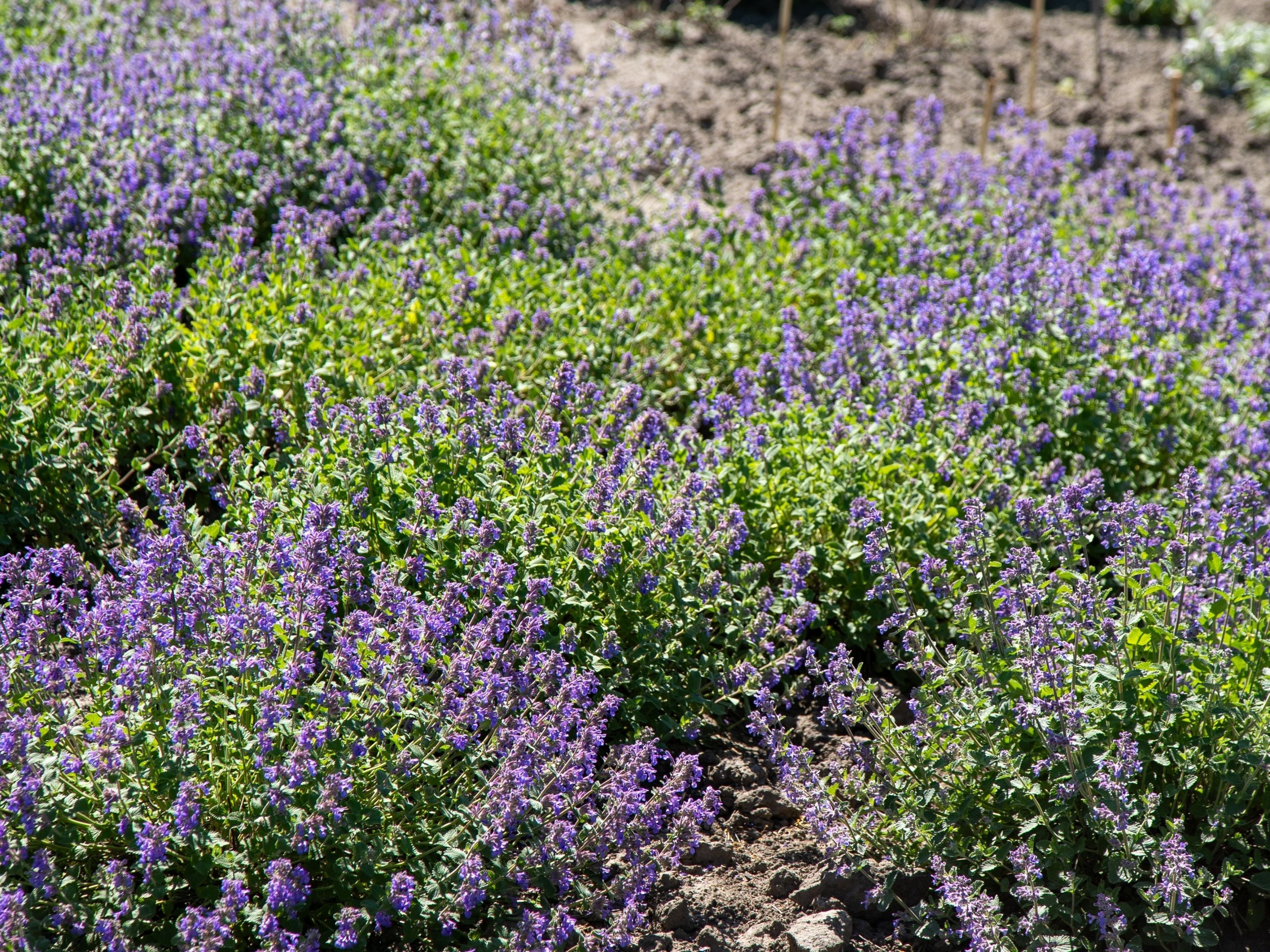 Nepeta - Kattenkruid