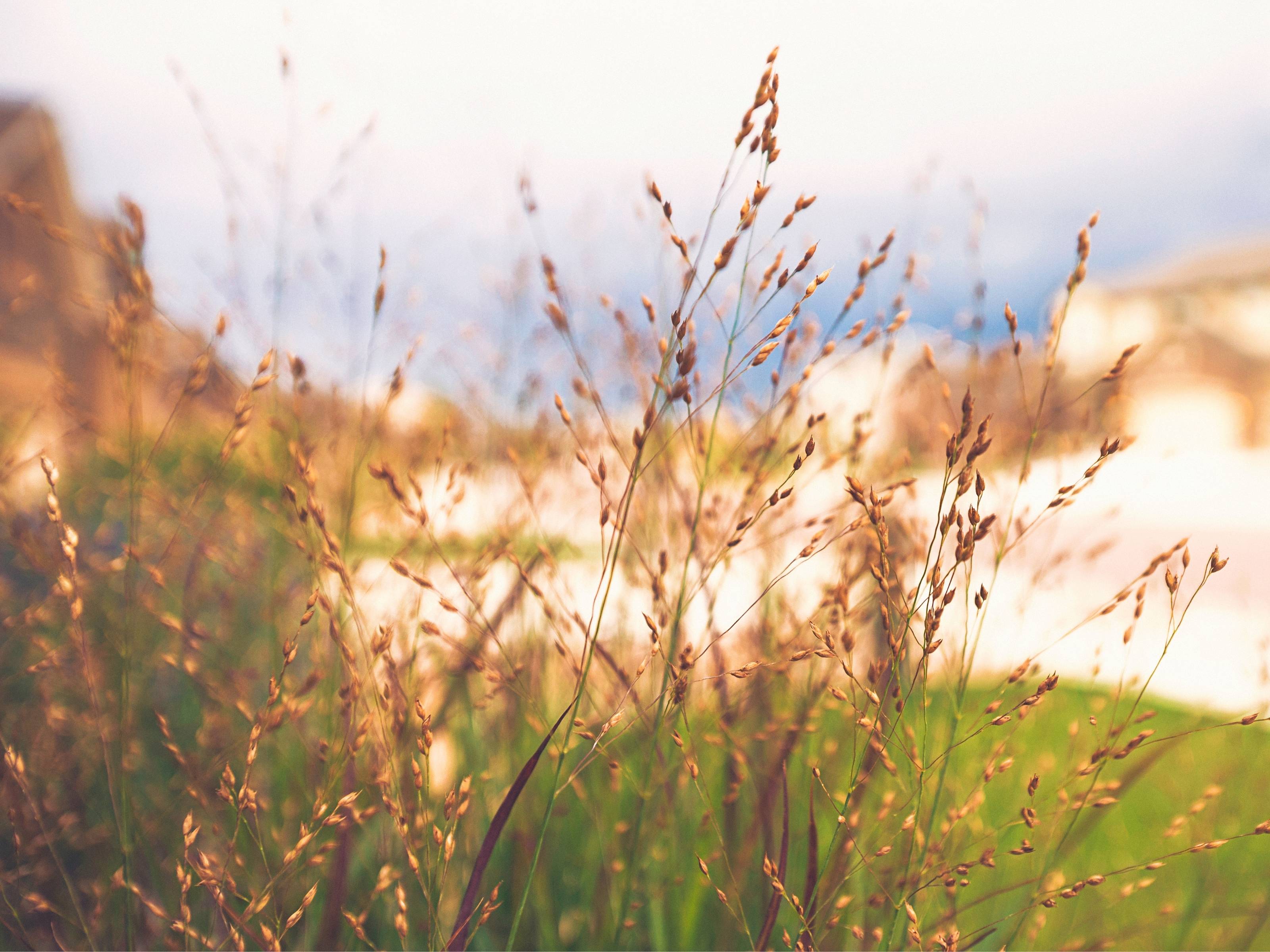 Panicum - Vingergras