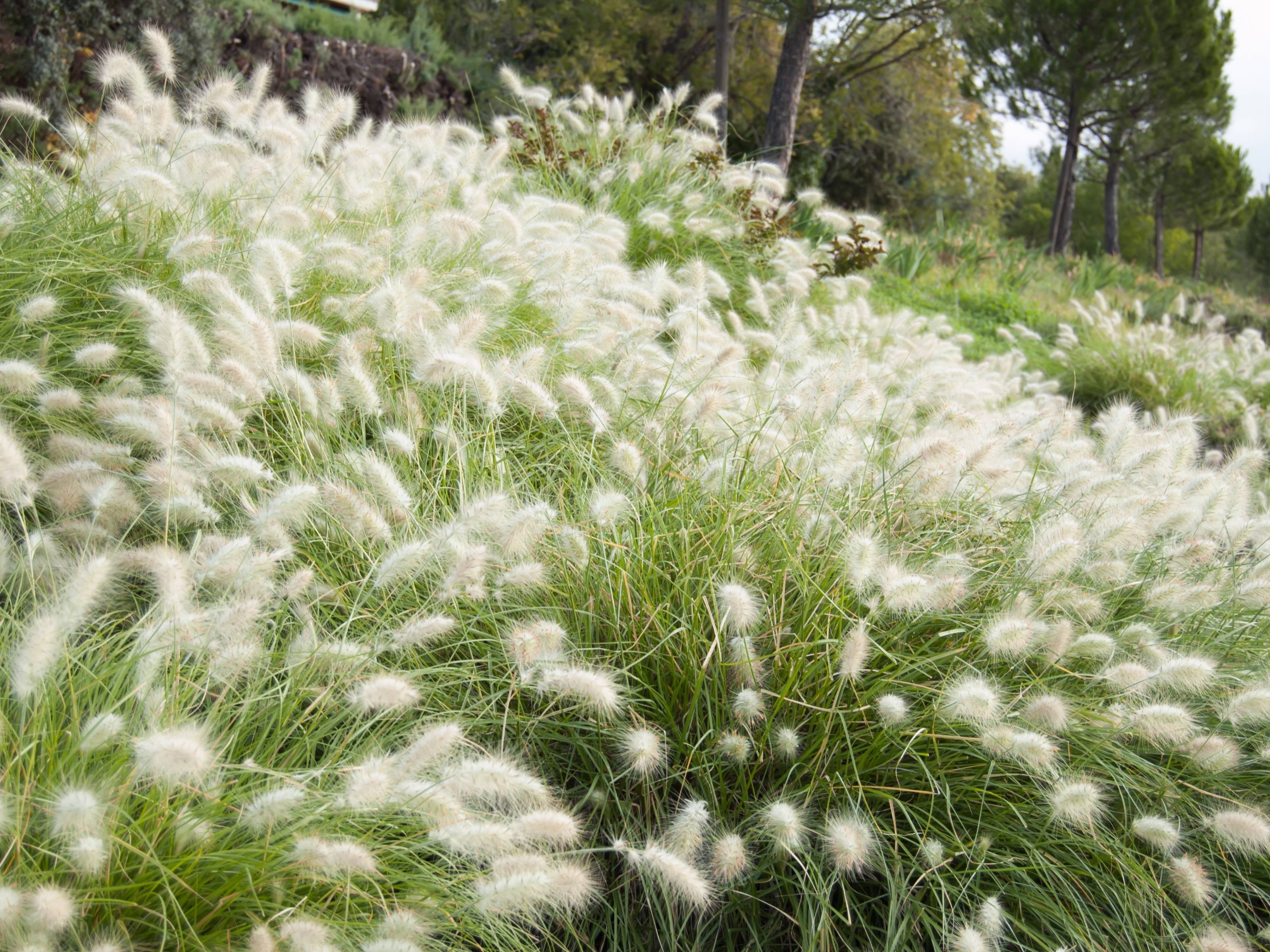 Pennisetum - Lampenpoetsergras