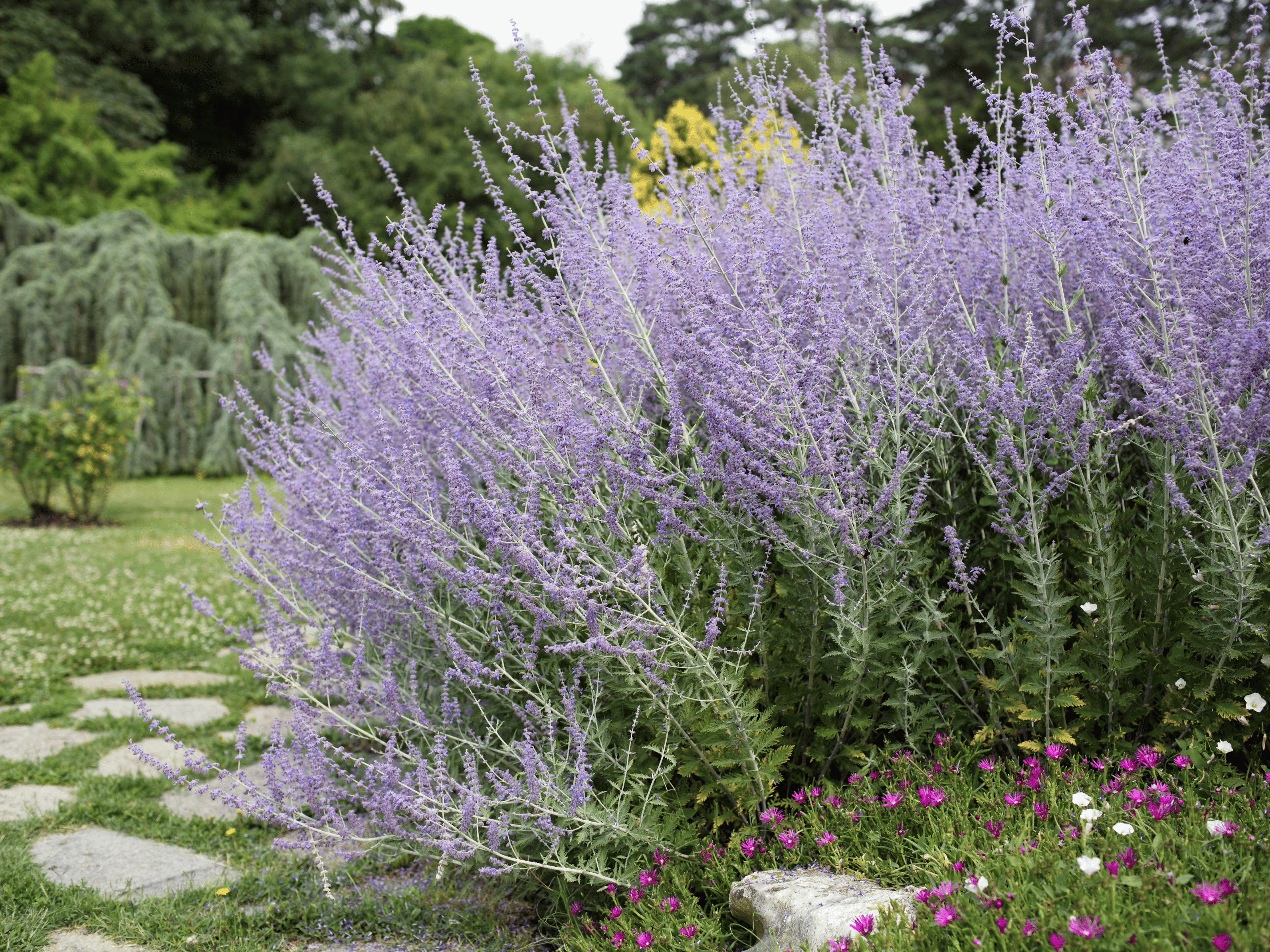 Perovskia - Reuzen lavendel