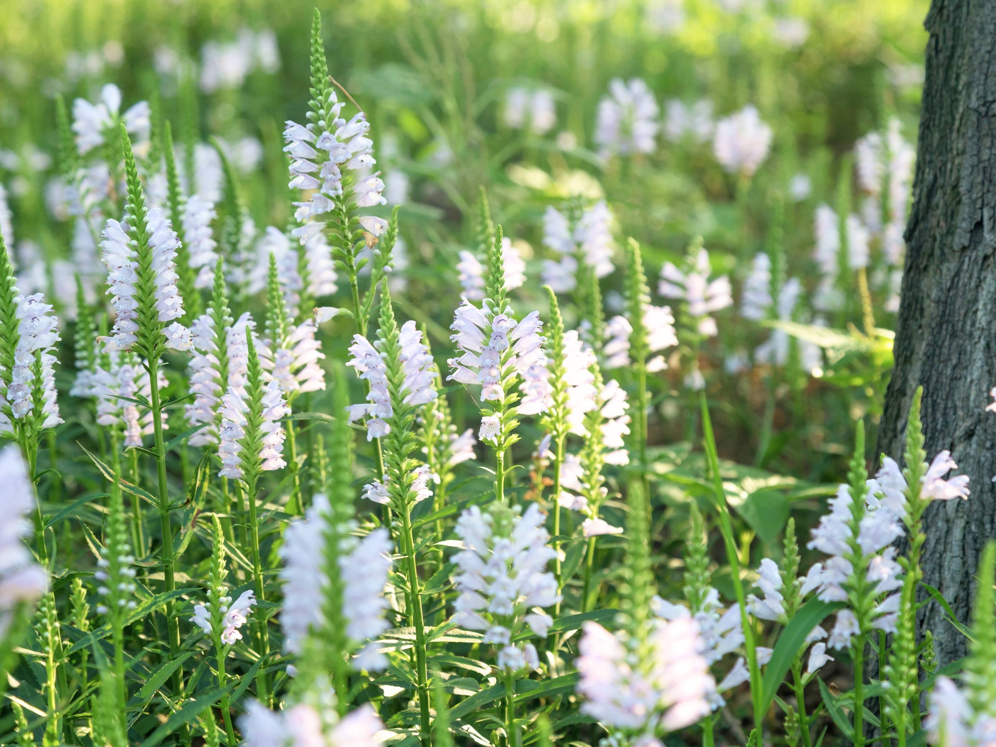 Physostegia - Scharnierbloem