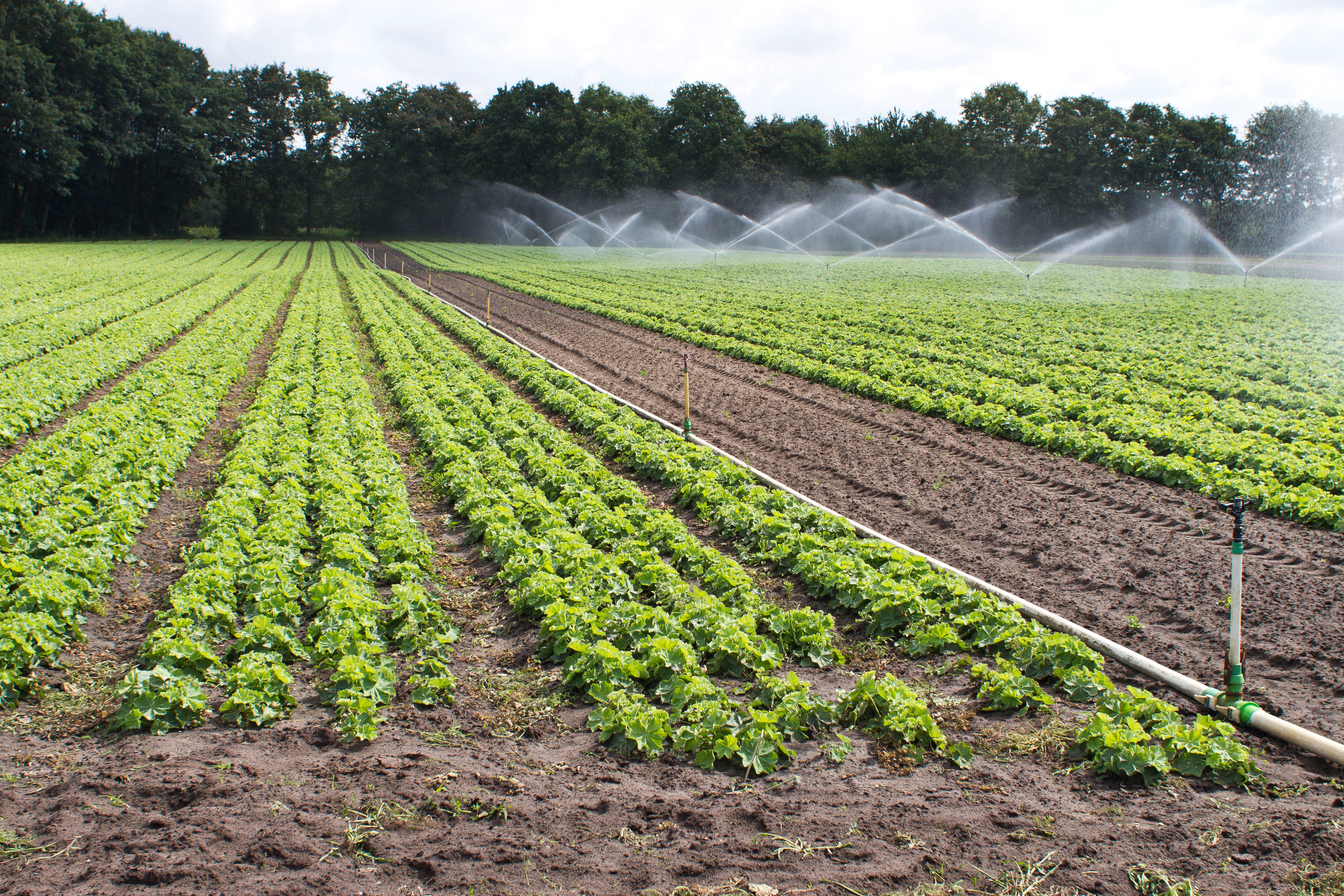 Planten van MTS Lucassen
