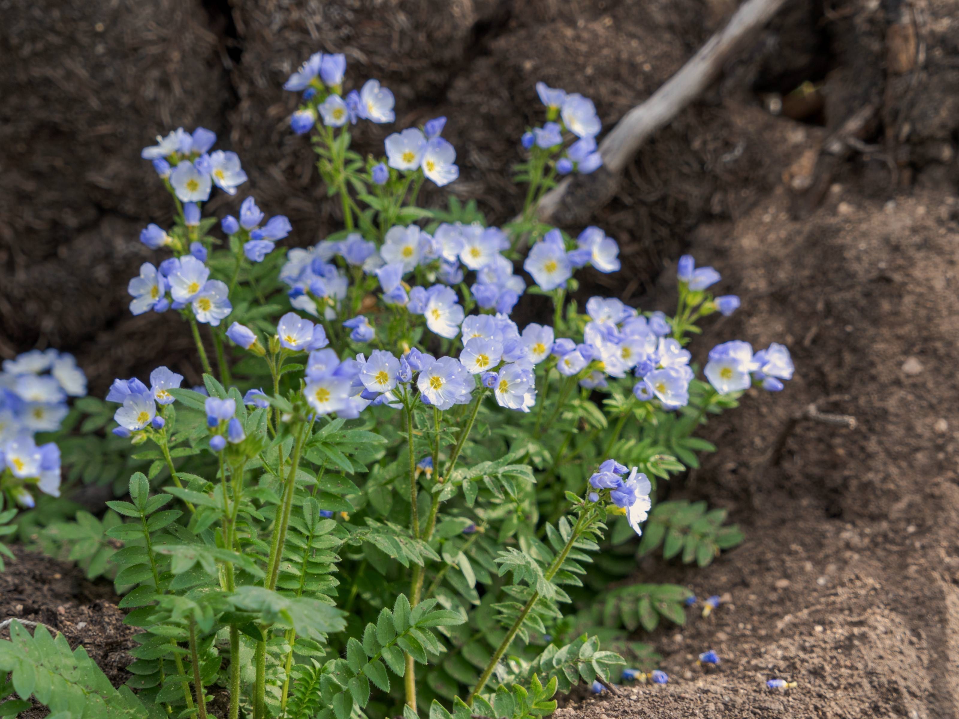 Polemonium - Jacobsladder