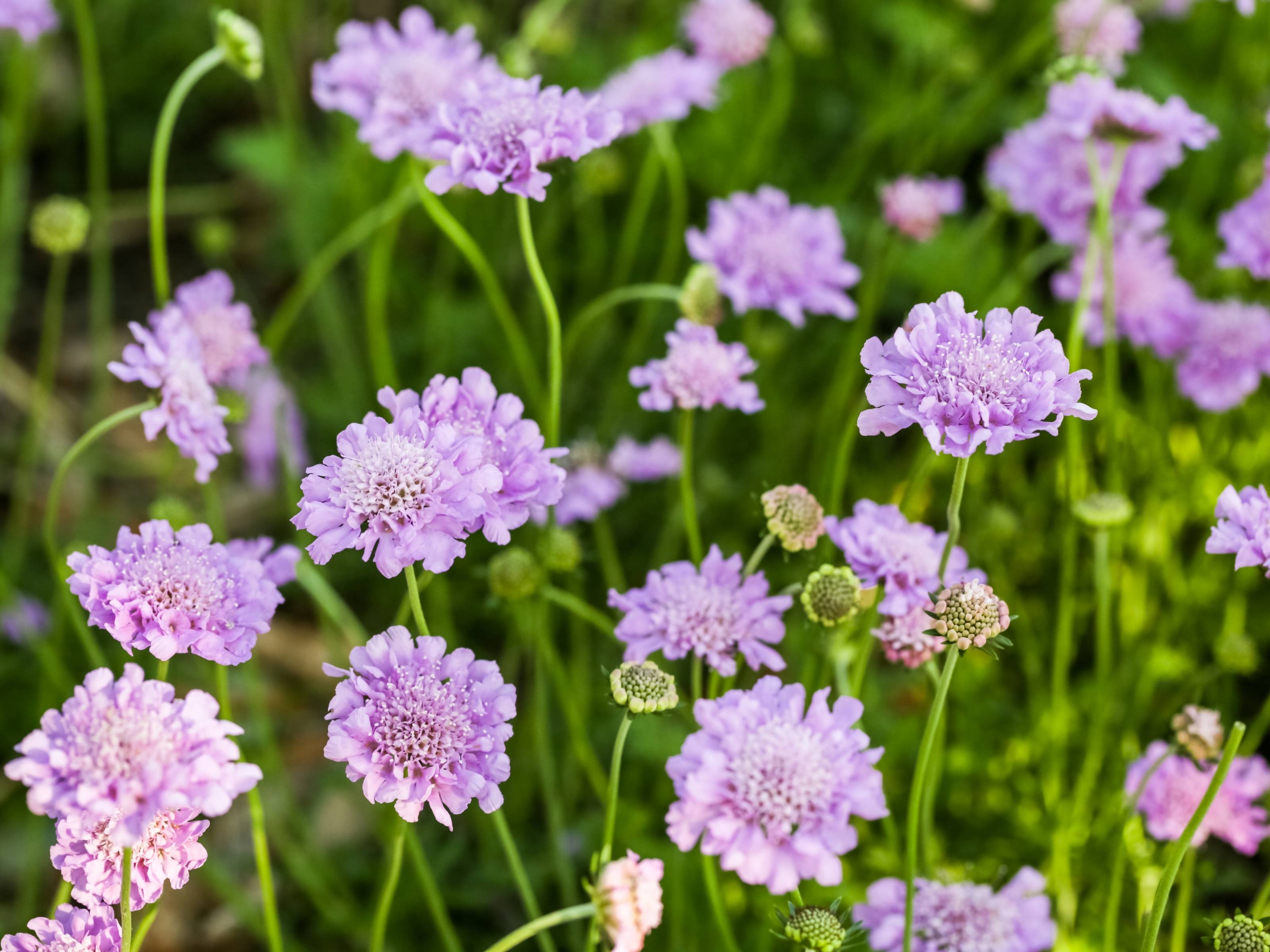 Scabiosa - Duifkruid