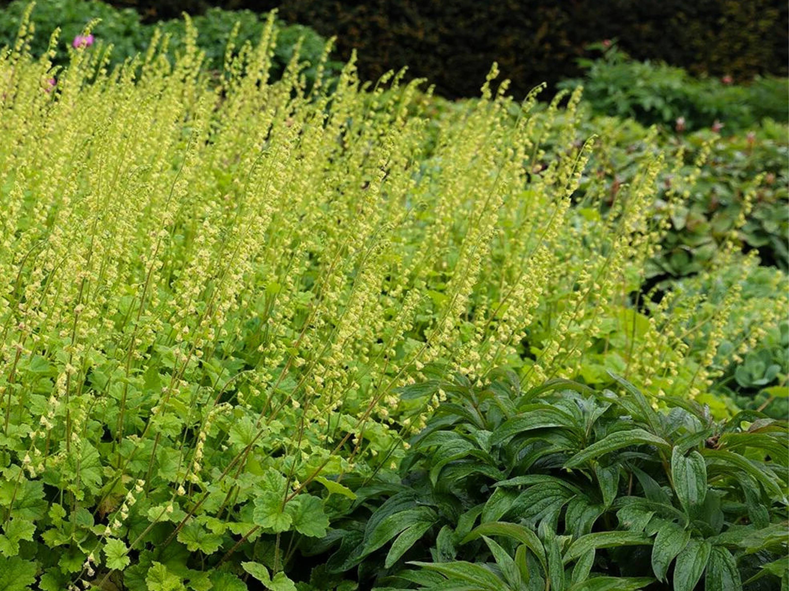 Tellima - Franjekelk